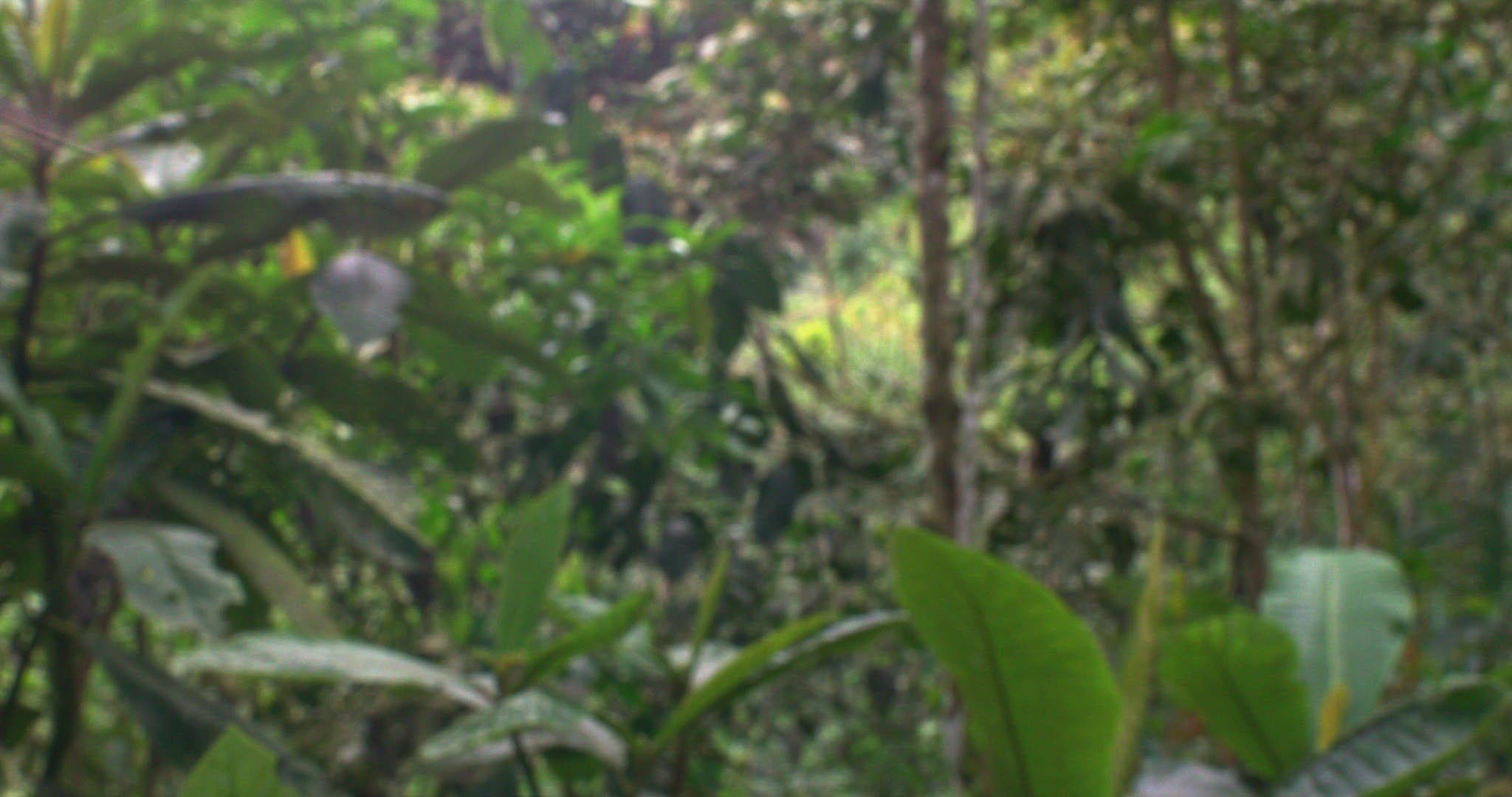 461016892 / Rufous-Tailed Hummingbird / Floating / Tandayapa