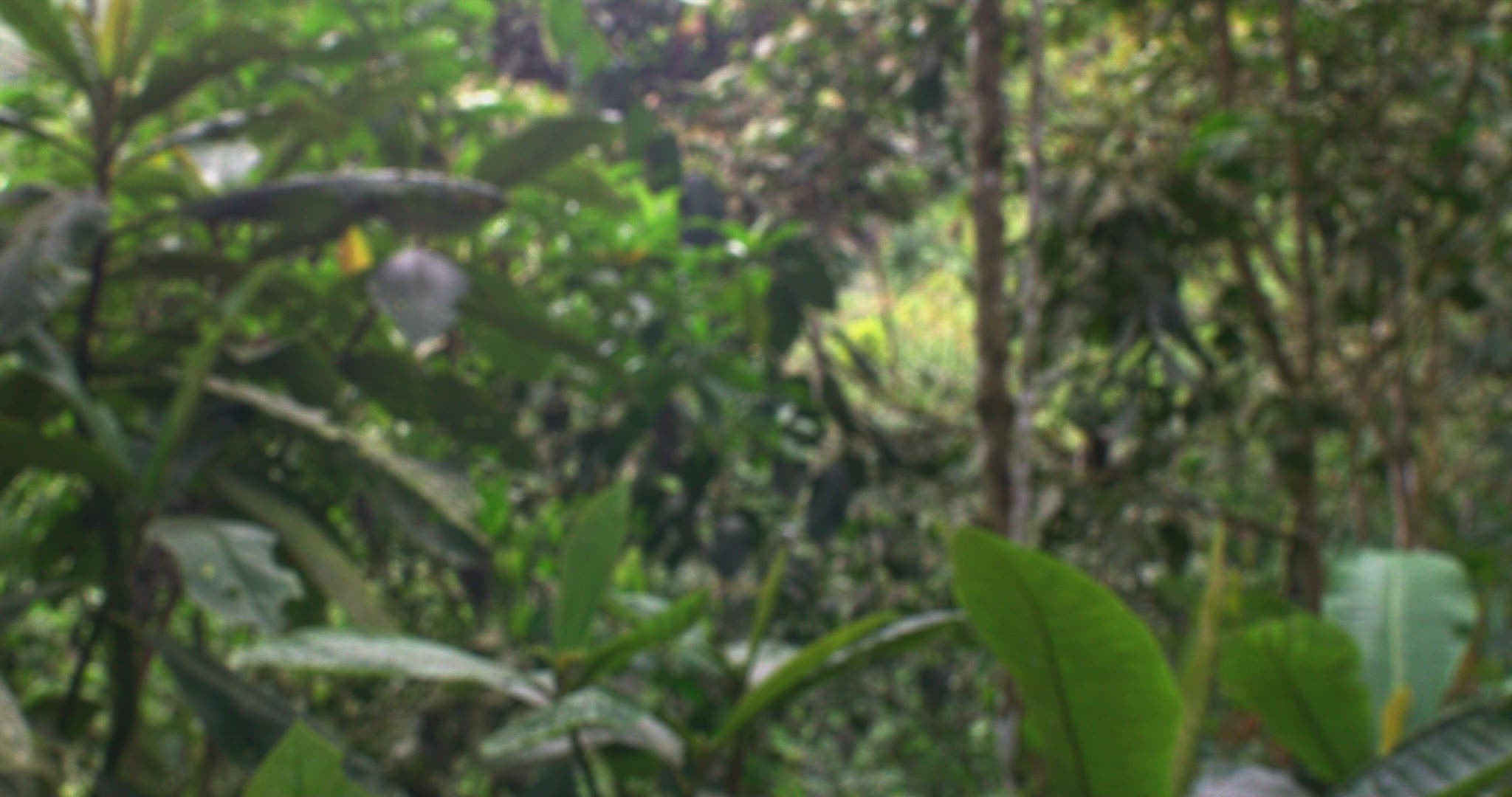 193973810 / Rufous-Tailed Hummingbird / Floating / Tandayapa