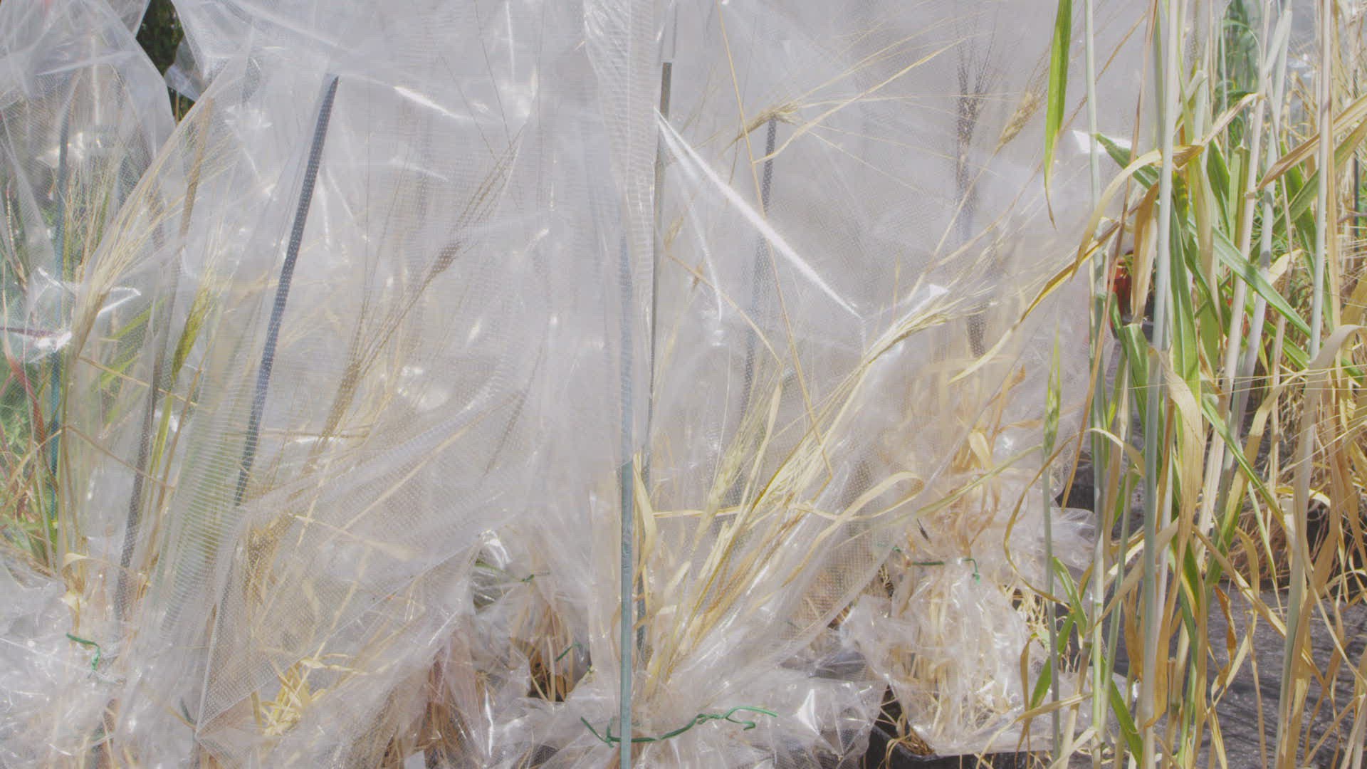 711536388 / National Institute of Agricultural Botany / Institute / East of England