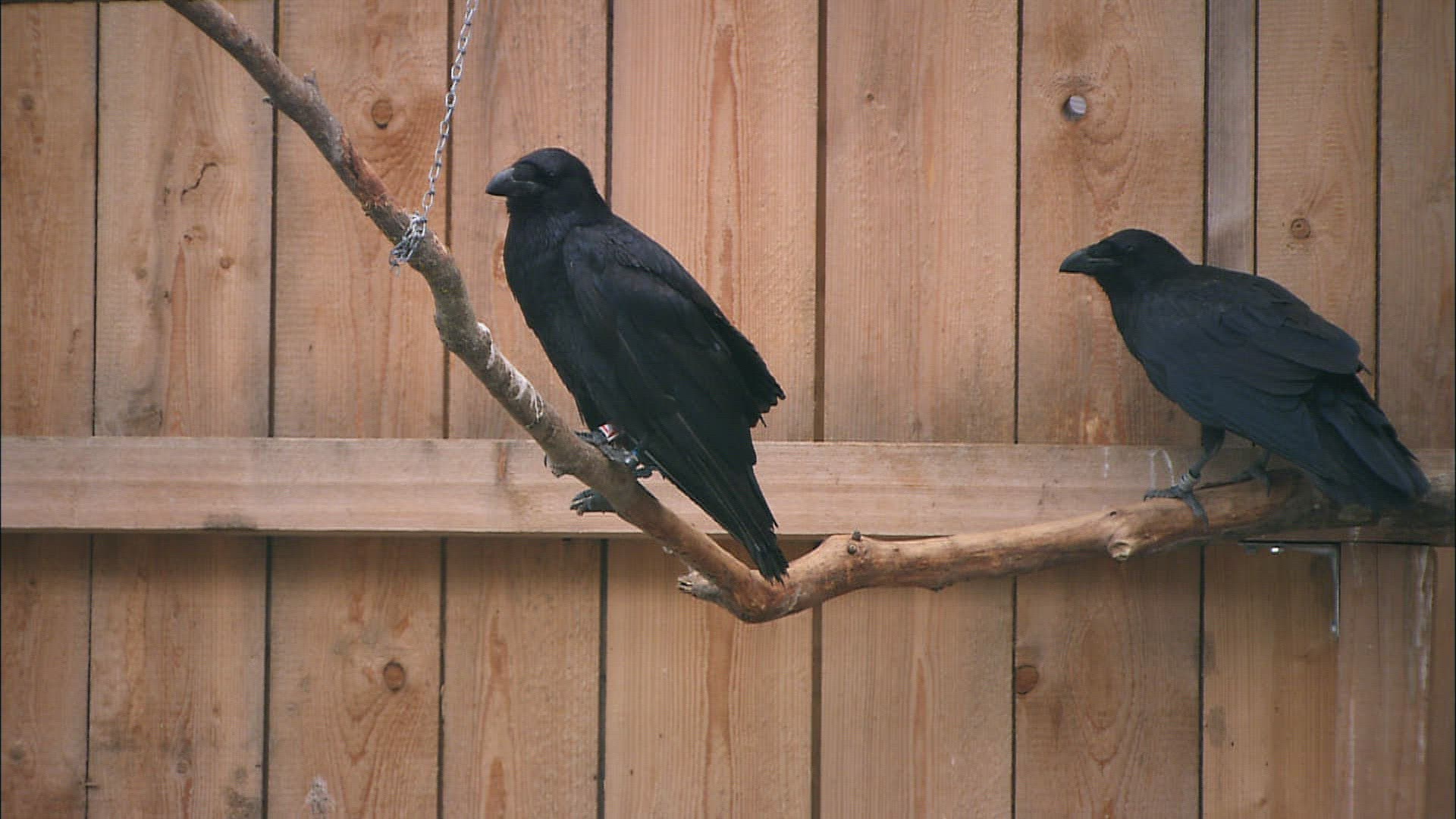 260023641 / Common Raven / Captivity / Baden