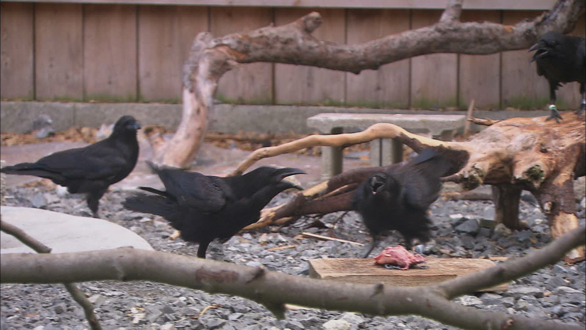 376006853 / Common Raven / Captivity / Baden