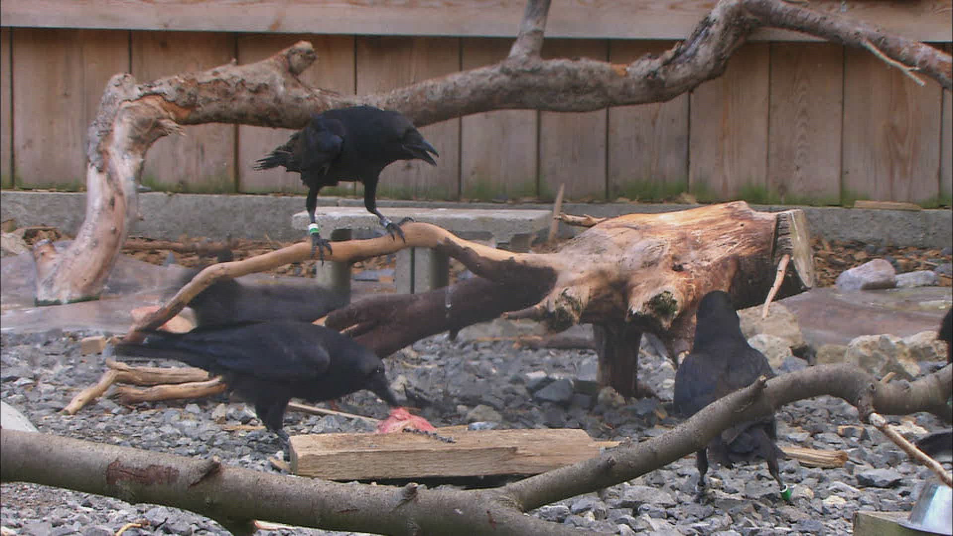 126156839 / Corvidae / Crow / Common Raven