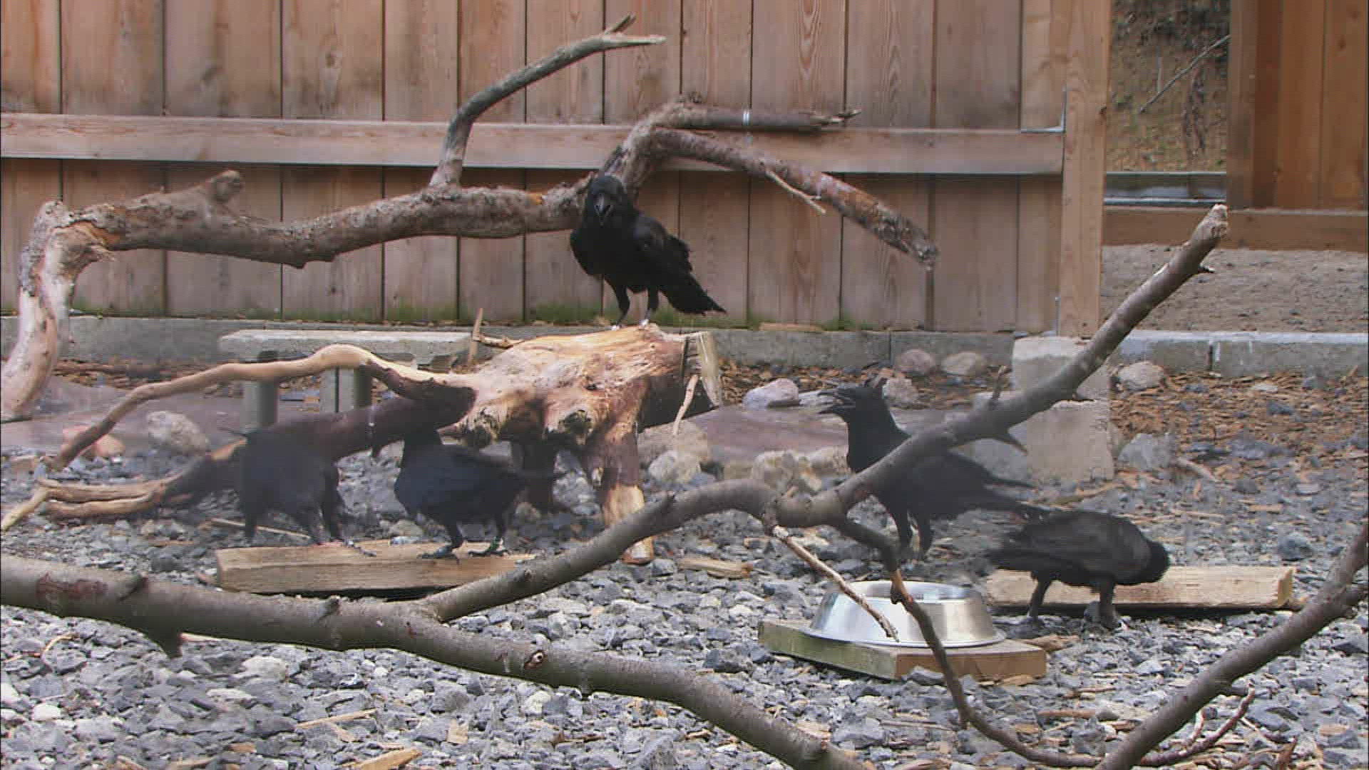 749435865 / Corvidae / Crow / Common Raven