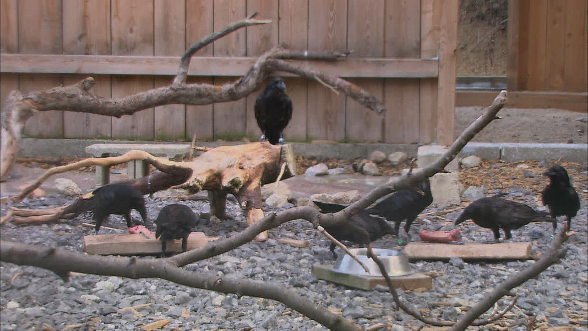143302007 / Corvidae / Crow / Common Raven