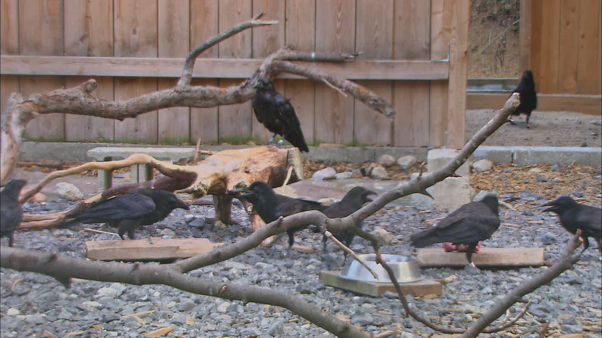 727267018 / Corvidae / Crow / Common Raven