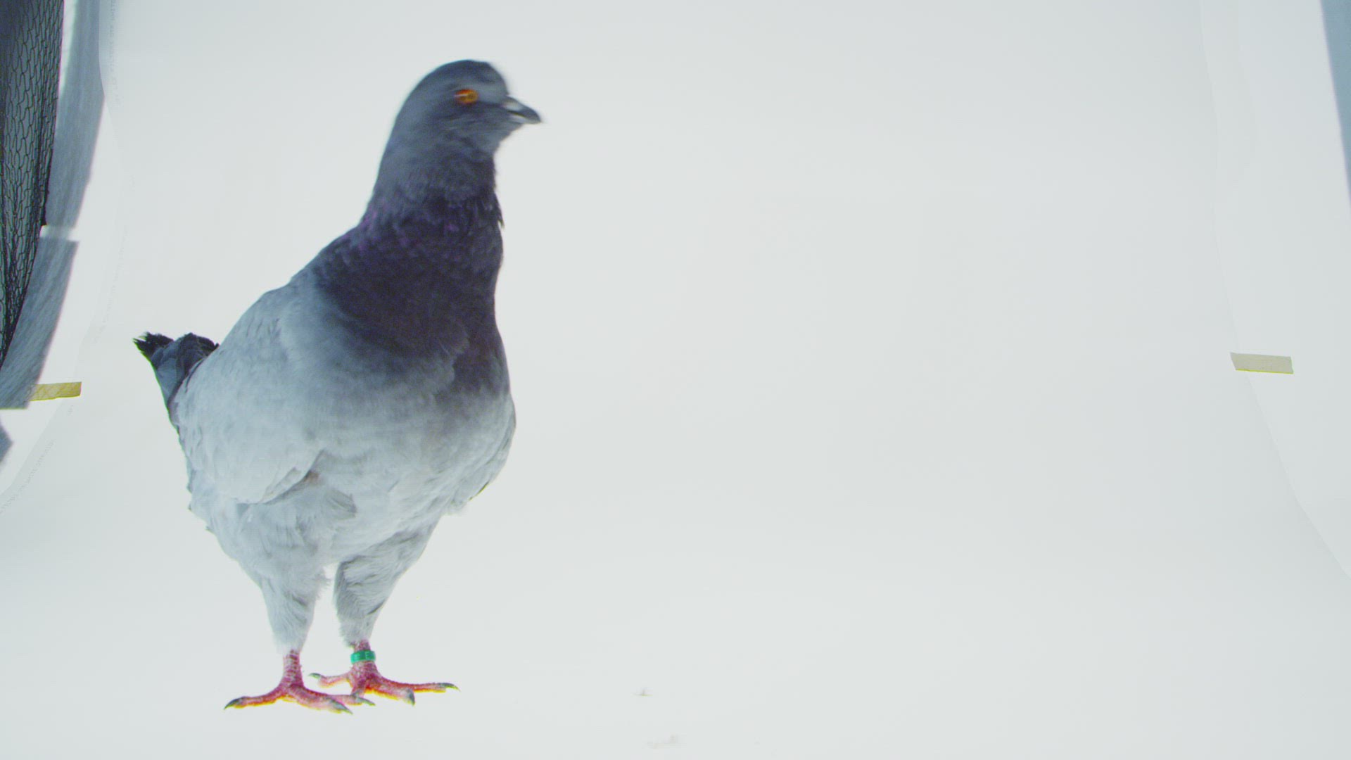 839640463 / Fancy Pigeon / Standing / Somerset