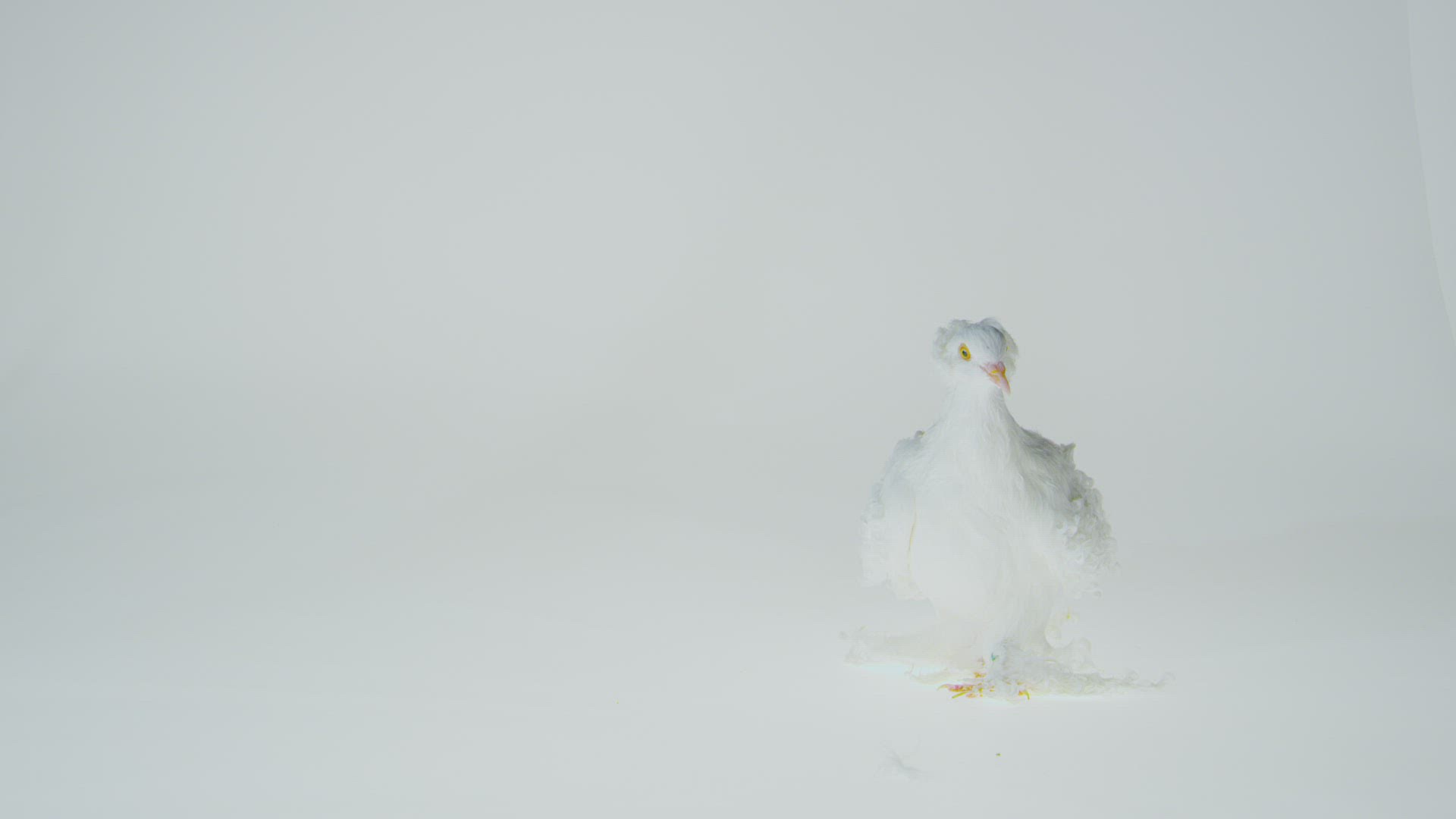 568280561 / Fancy Pigeon / Walking / Somerset