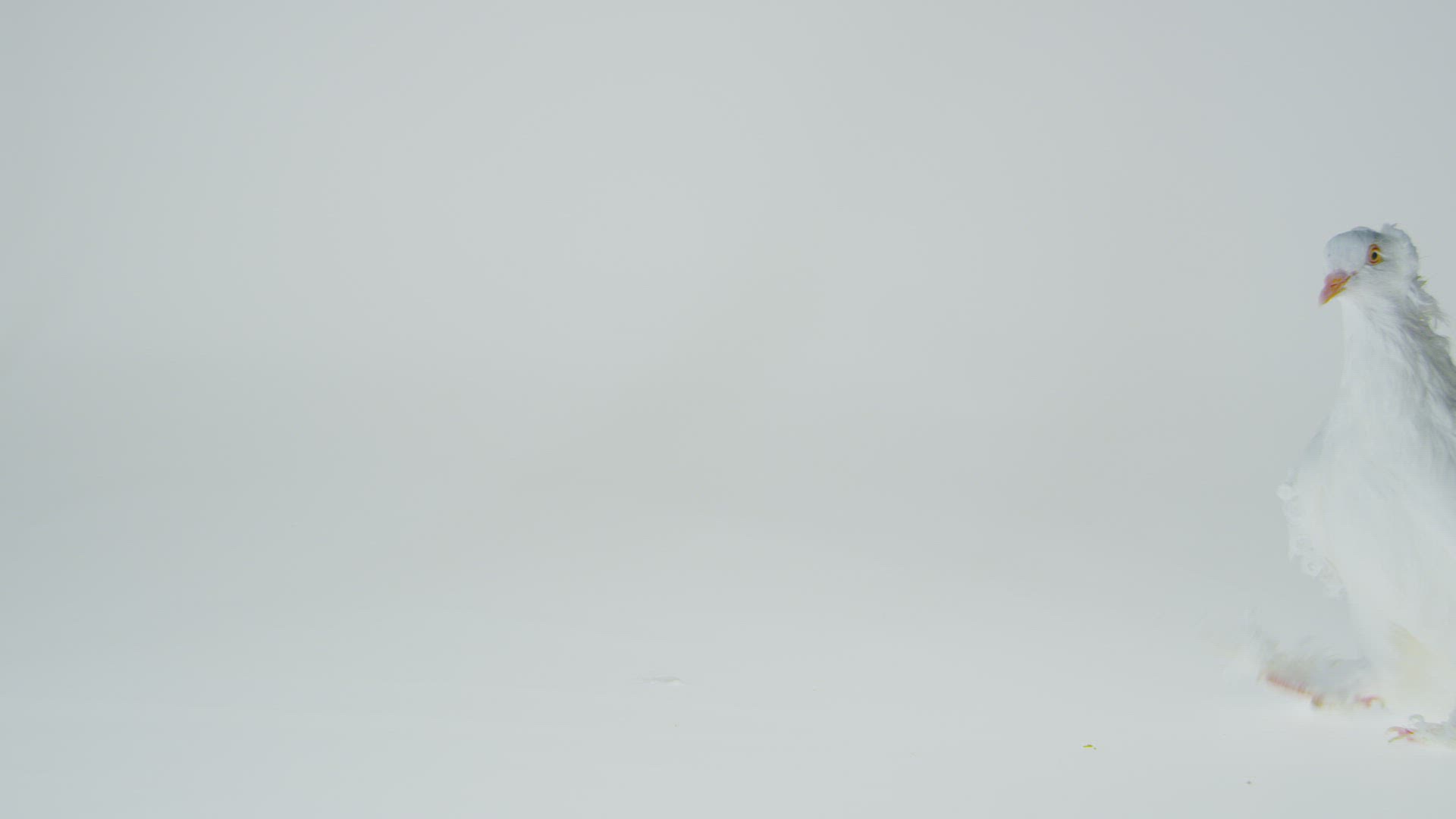 118618430 / Fancy Pigeon / Walking / Somerset