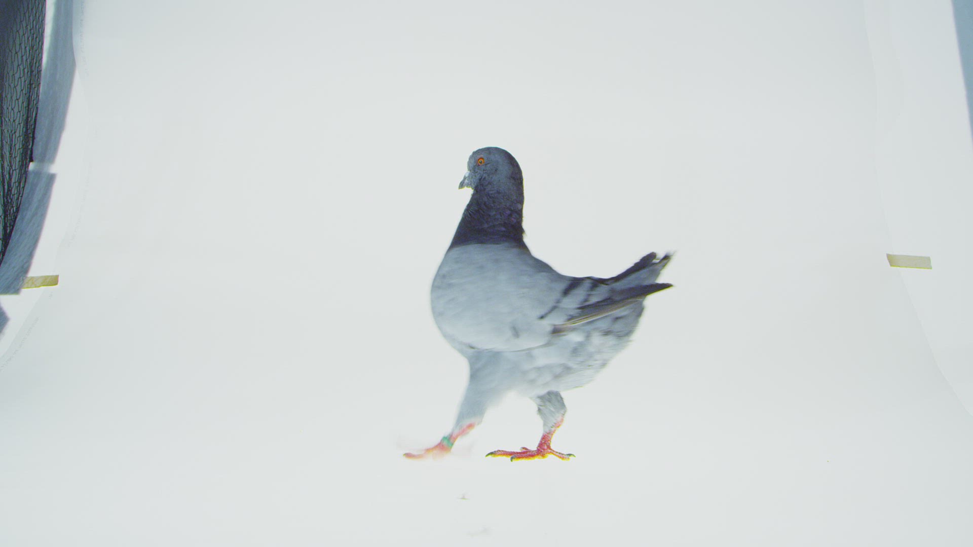 461147651 / Fancy Pigeon / Walking / Somerset