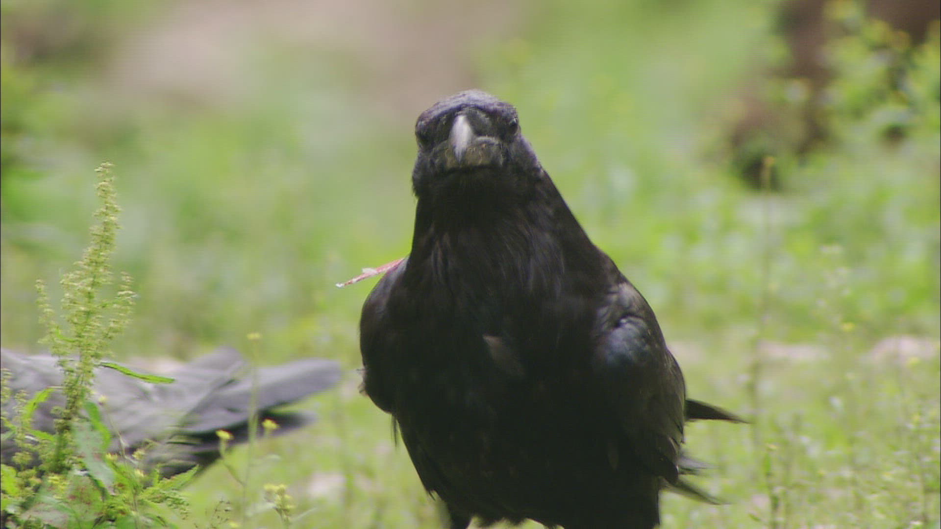 826517784 / Common Raven / Walking / Baden