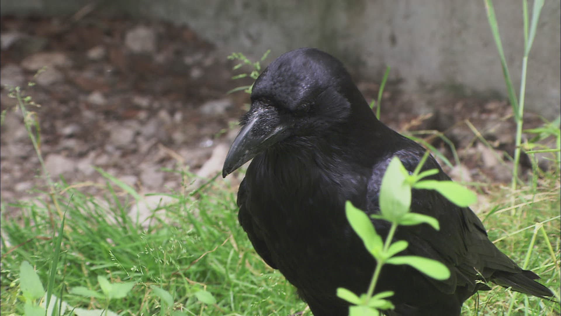 768545817 / Common Raven / Captivity / Baden