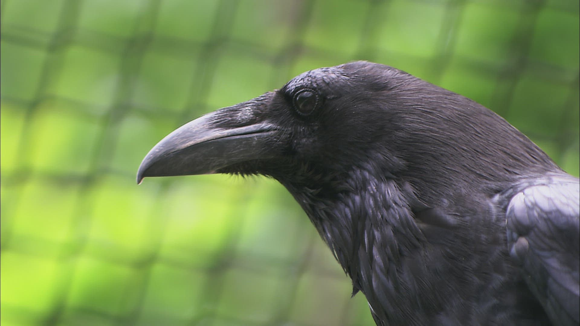 359278718 / Common Raven / Captivity / Baden