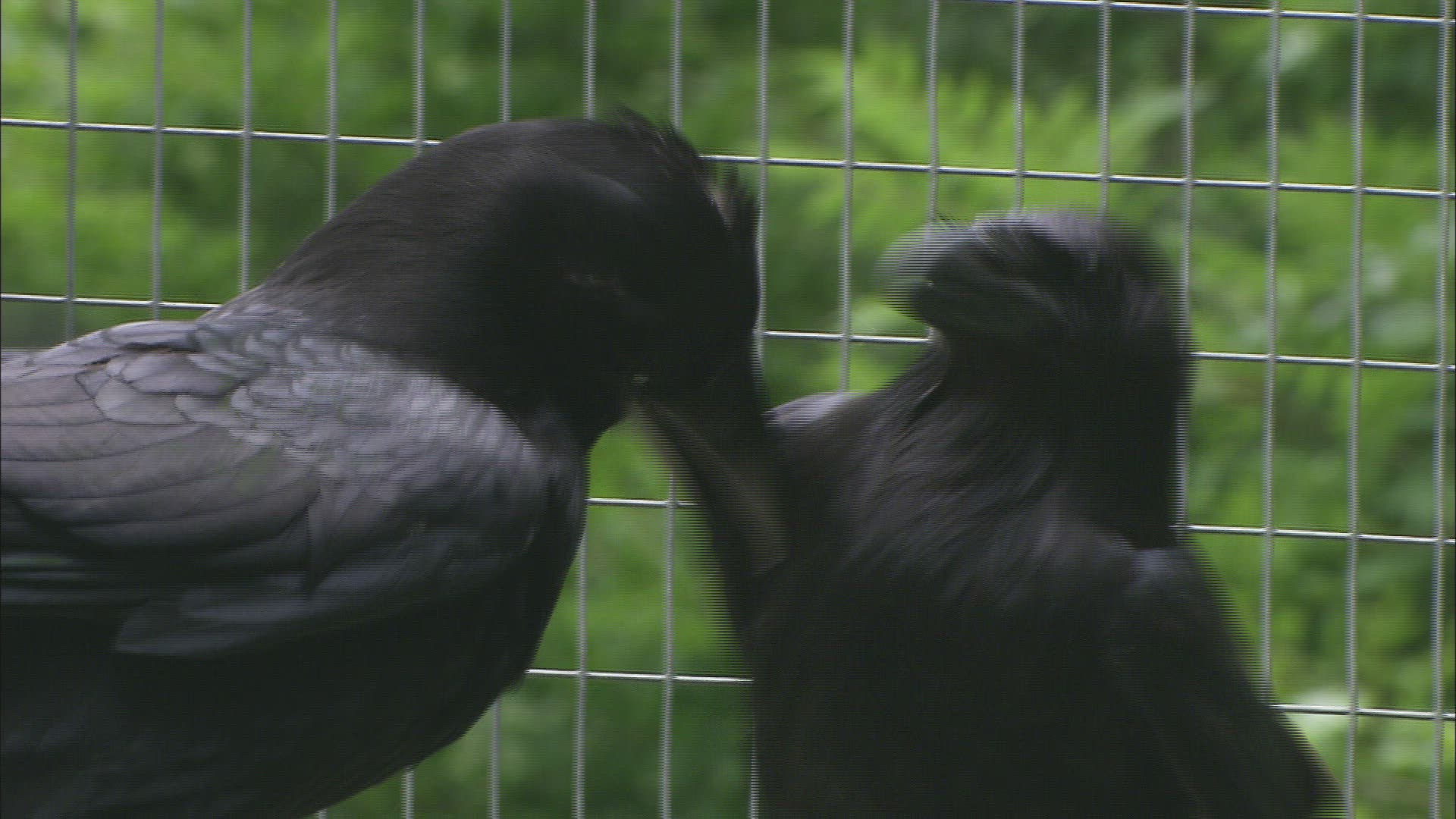 992537346 / Common Raven / Bathing / Baden