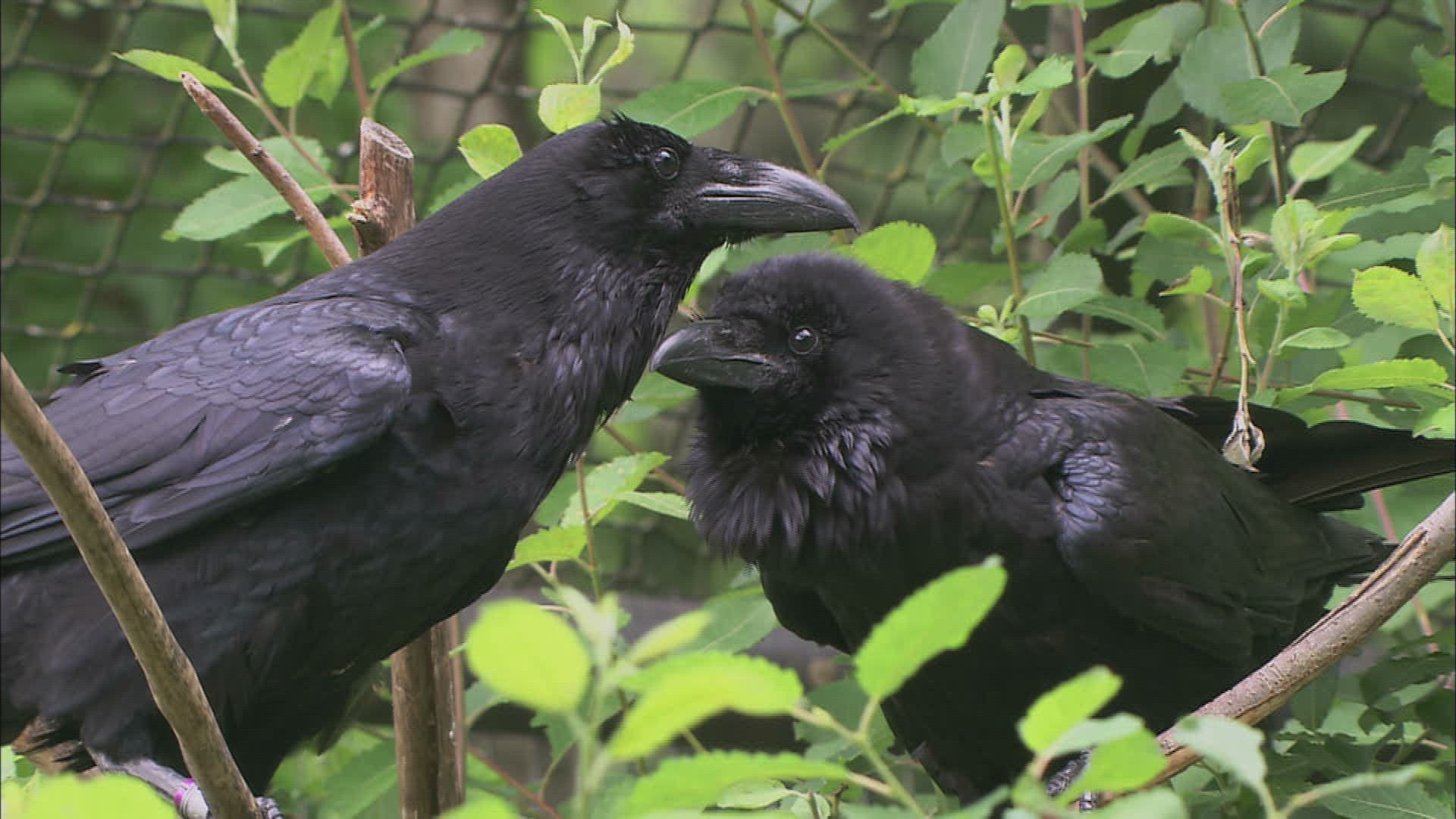 482640165 / Common Raven / Captivity / Baden