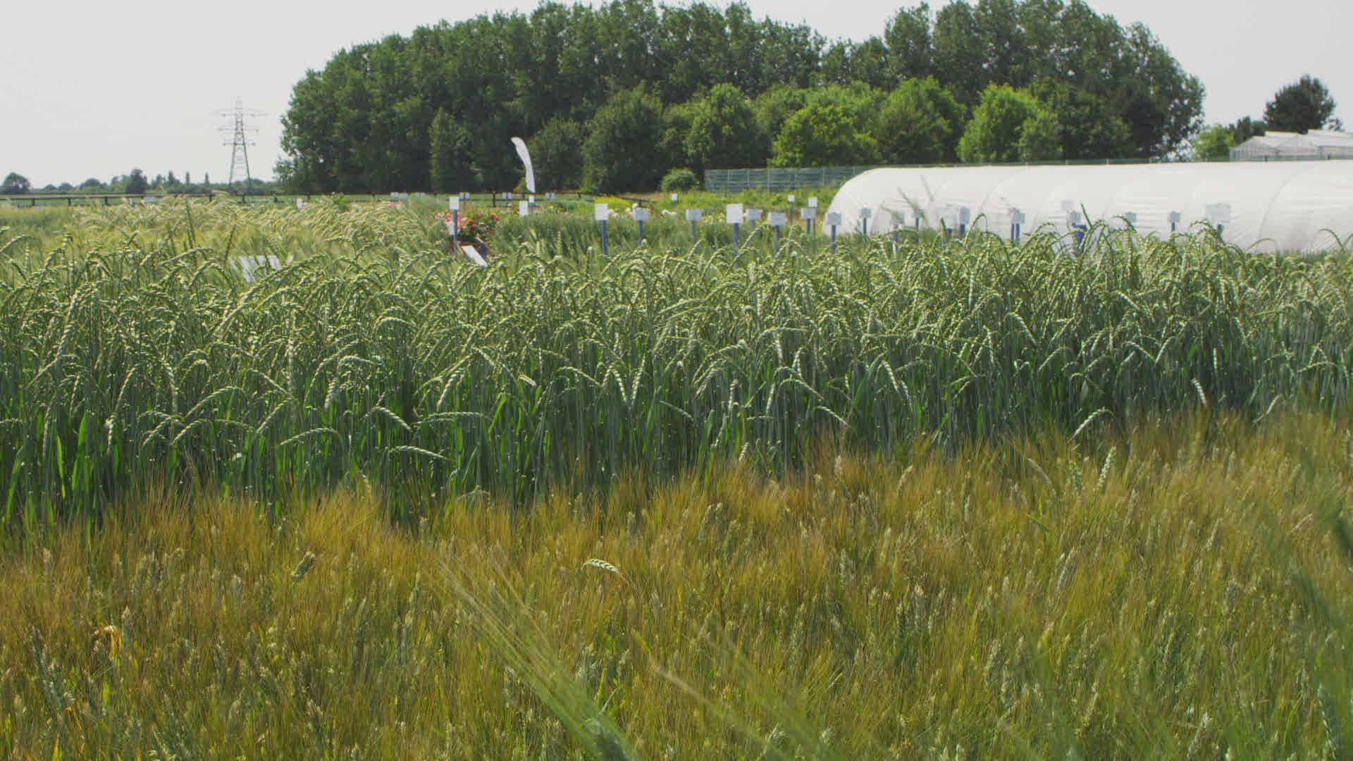 367895378 / Cereal / National Institute of Agricultural Botany / East of England