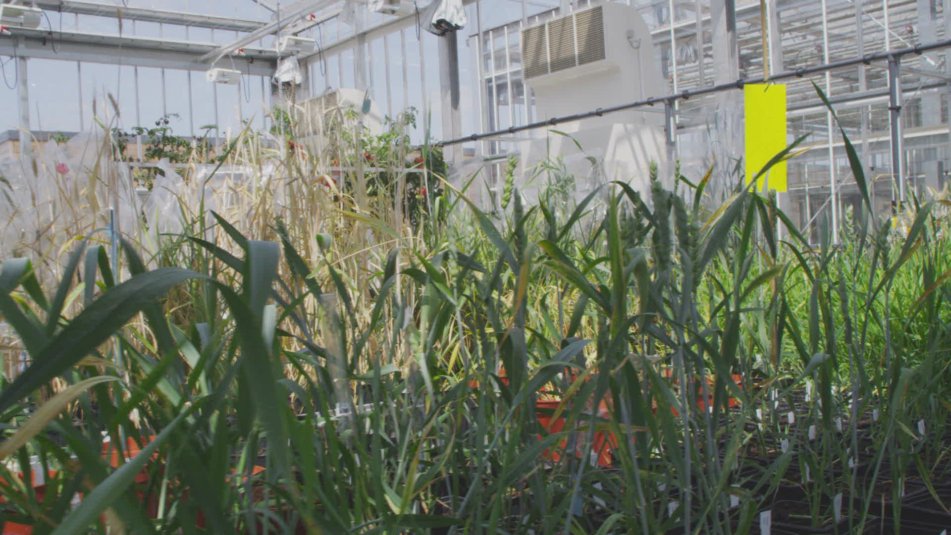 291677610 / National Institute of Agricultural Botany / Institute / East of England