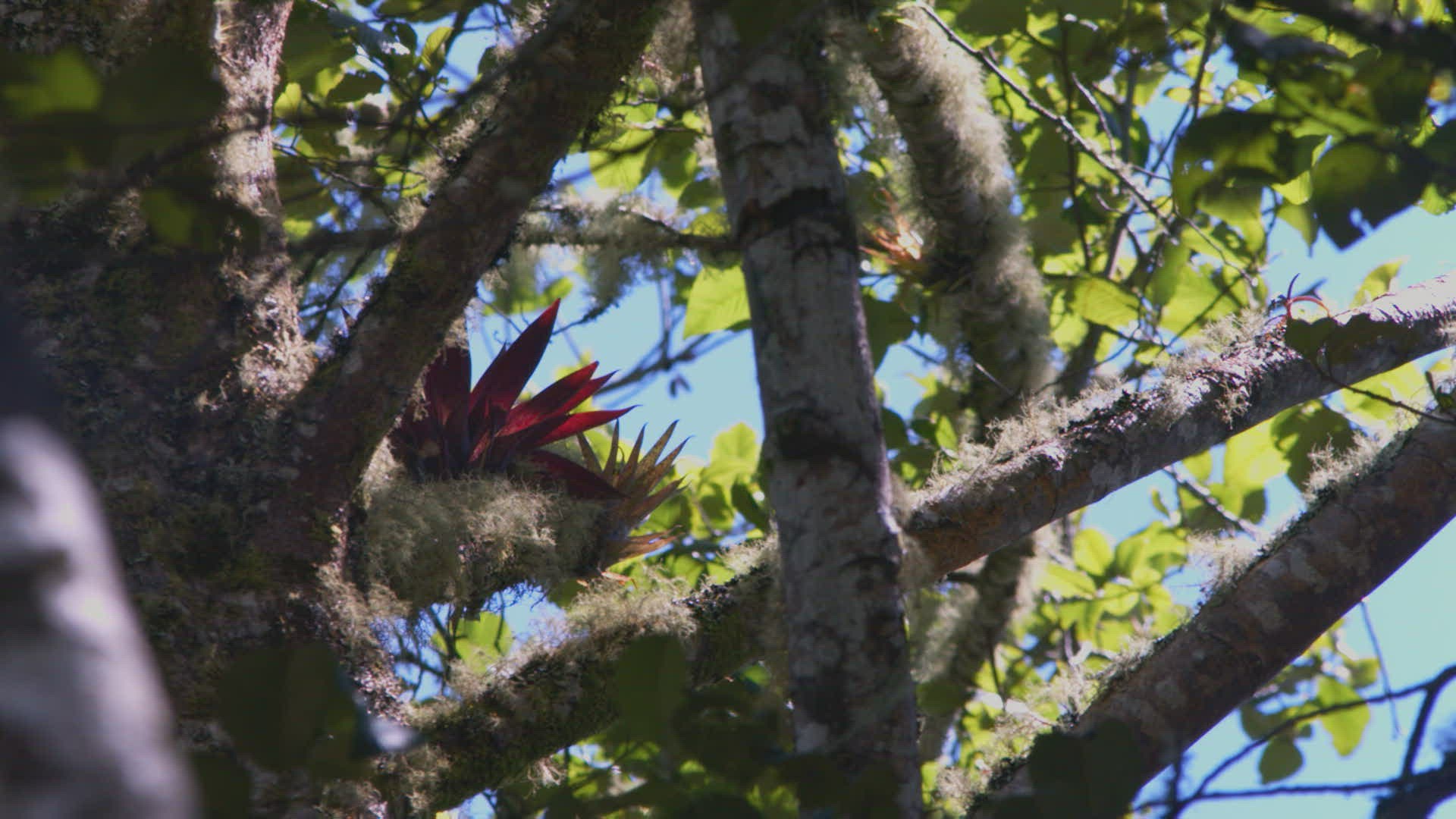 723568587 / Stem / Leaf / Napo Province