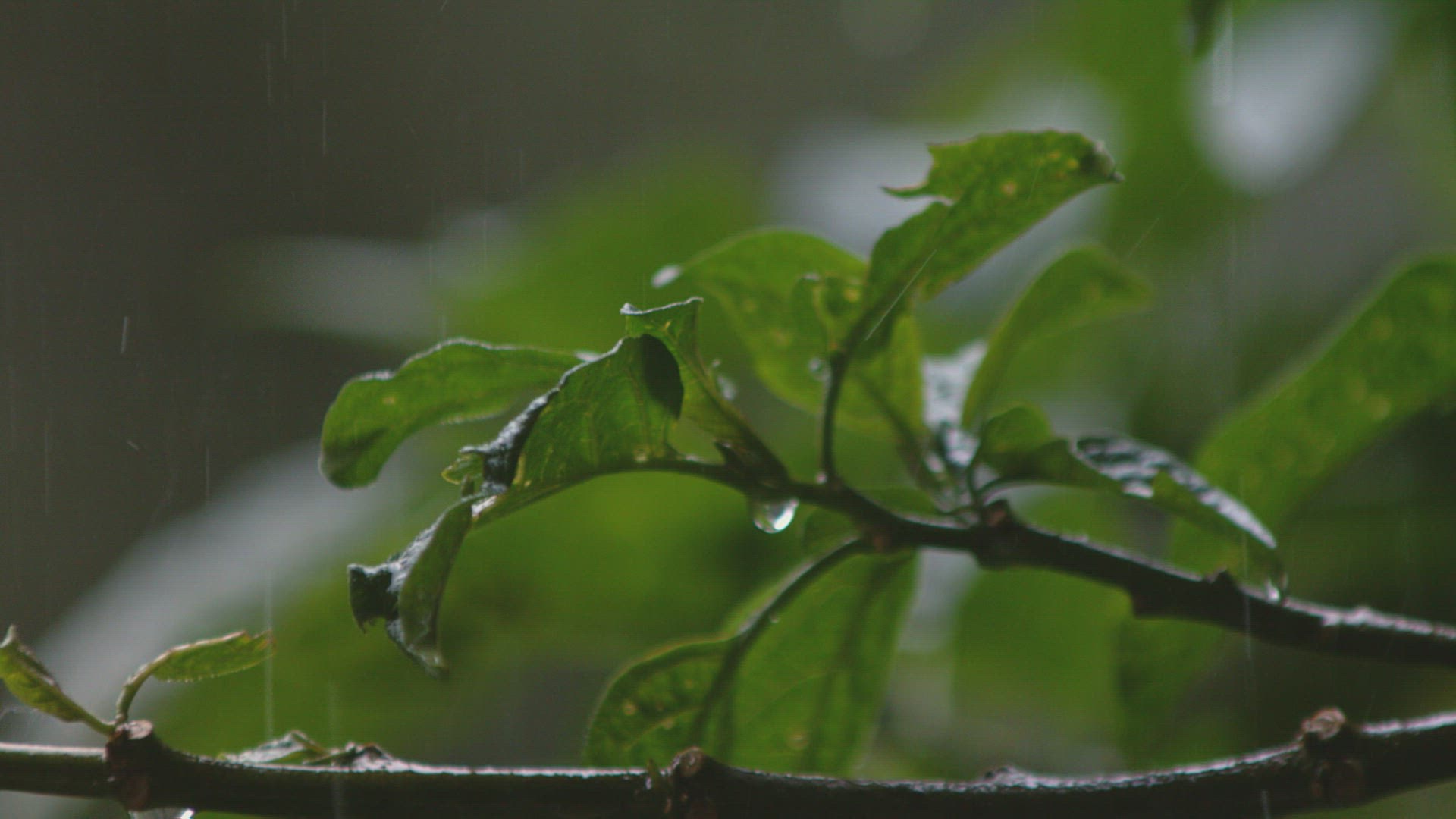 958731760 / Leaf / Plant / Napo Province