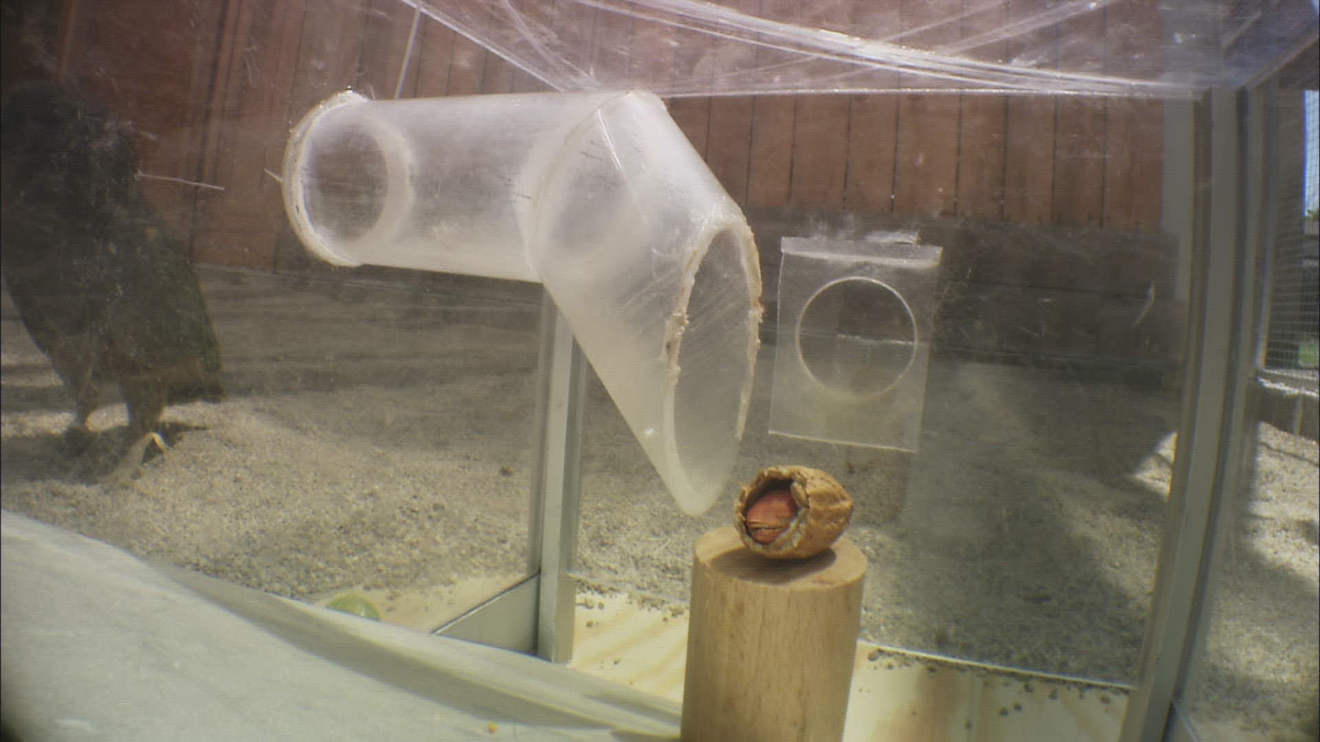 285046977 / Bird / Experiment / Austria