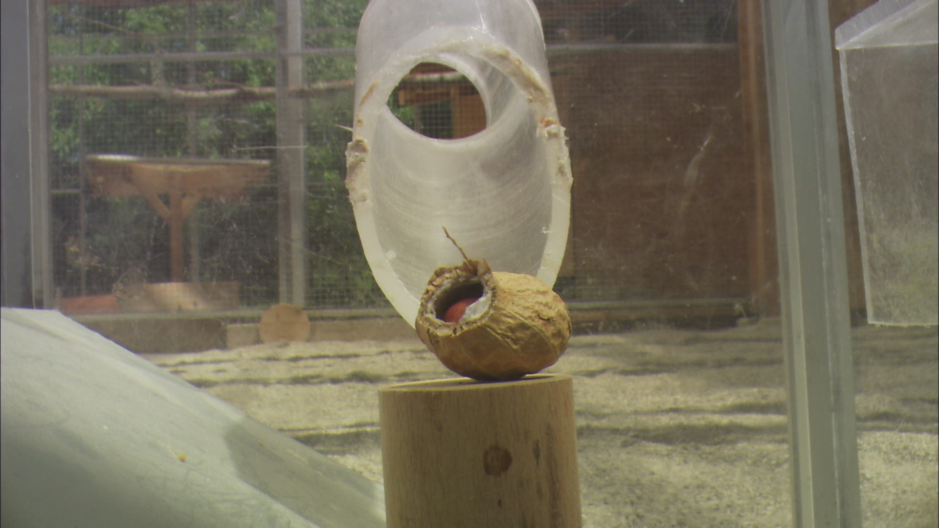 533386666 / Bird / Experiment / Austria