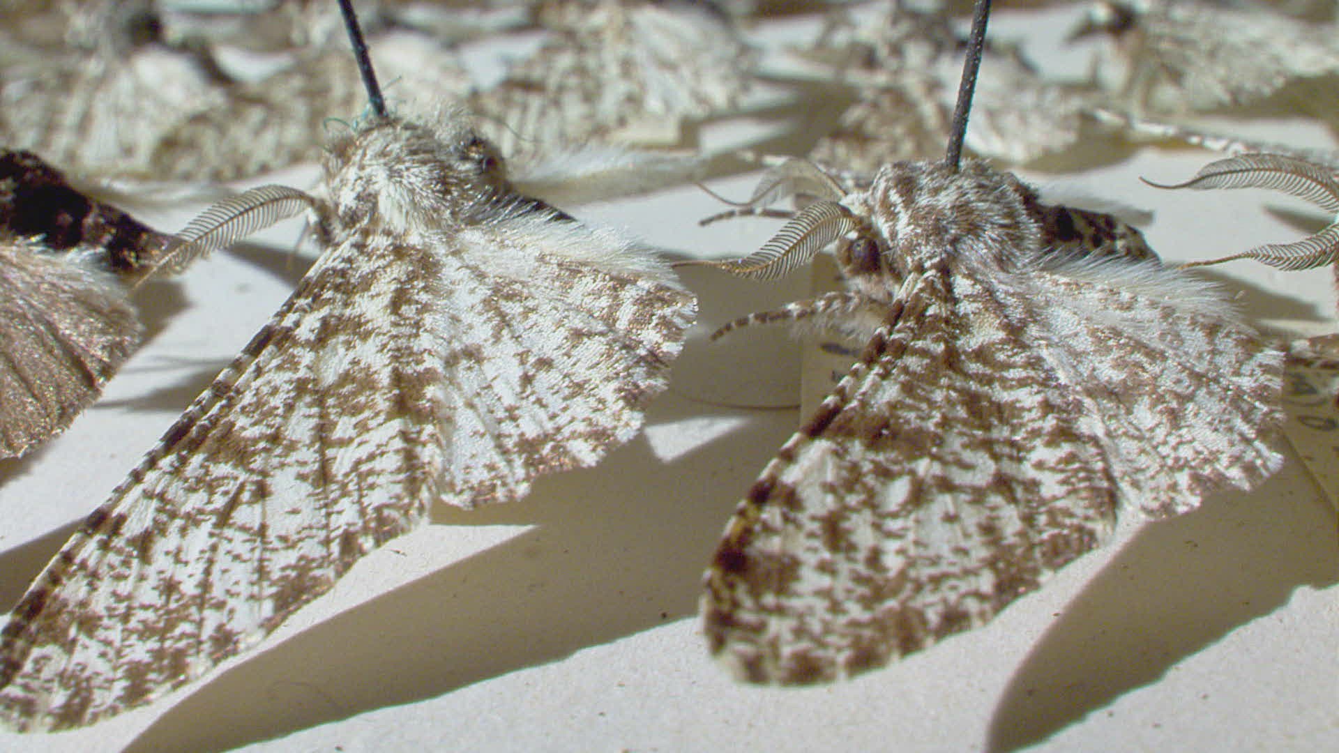573459865 / Peppered Moth / Repetition / Massachusetts