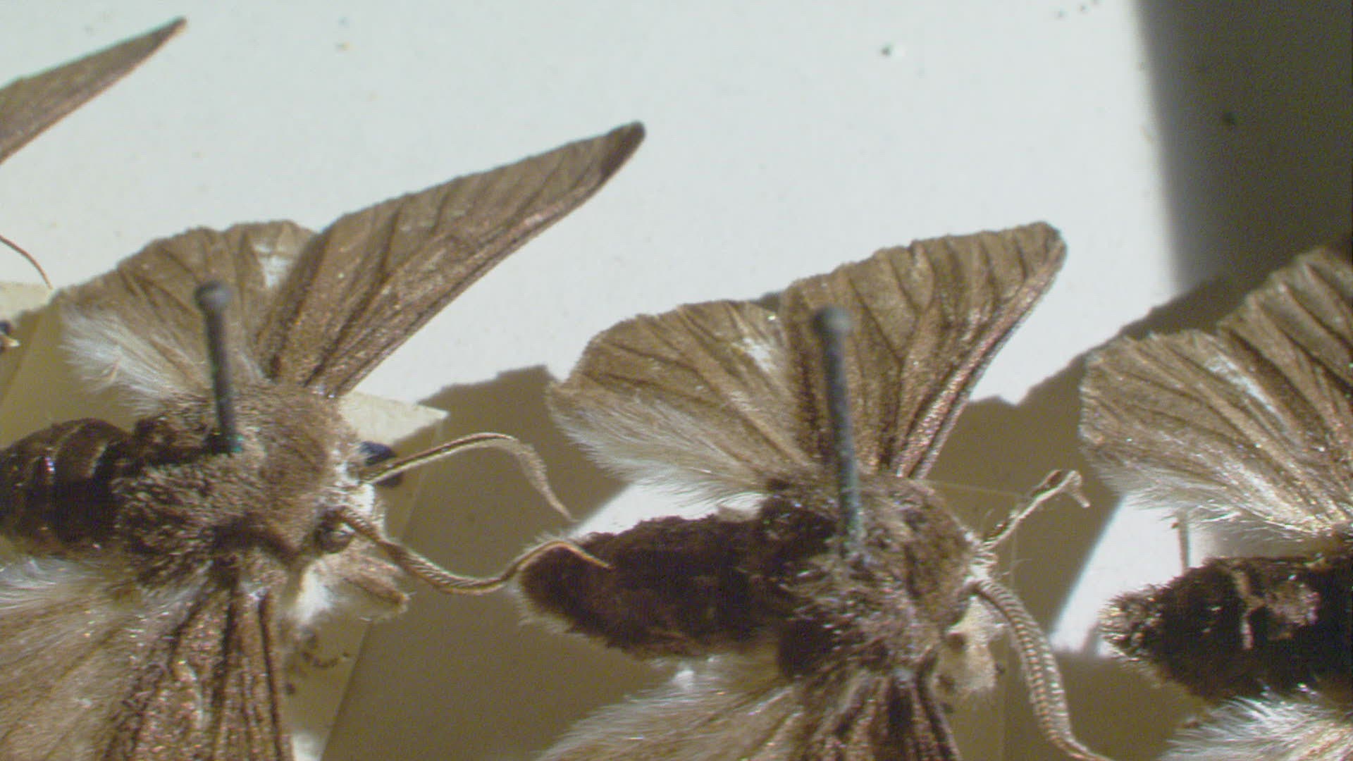 458455227 / Peppered Moth / Repetition / Massachusetts