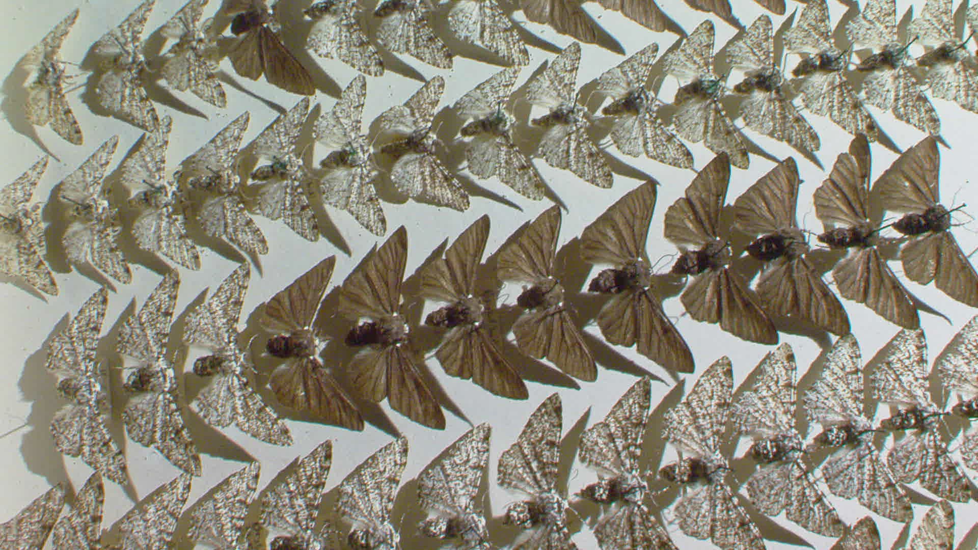 933811242 / Peppered Moth / Repetition / Massachusetts