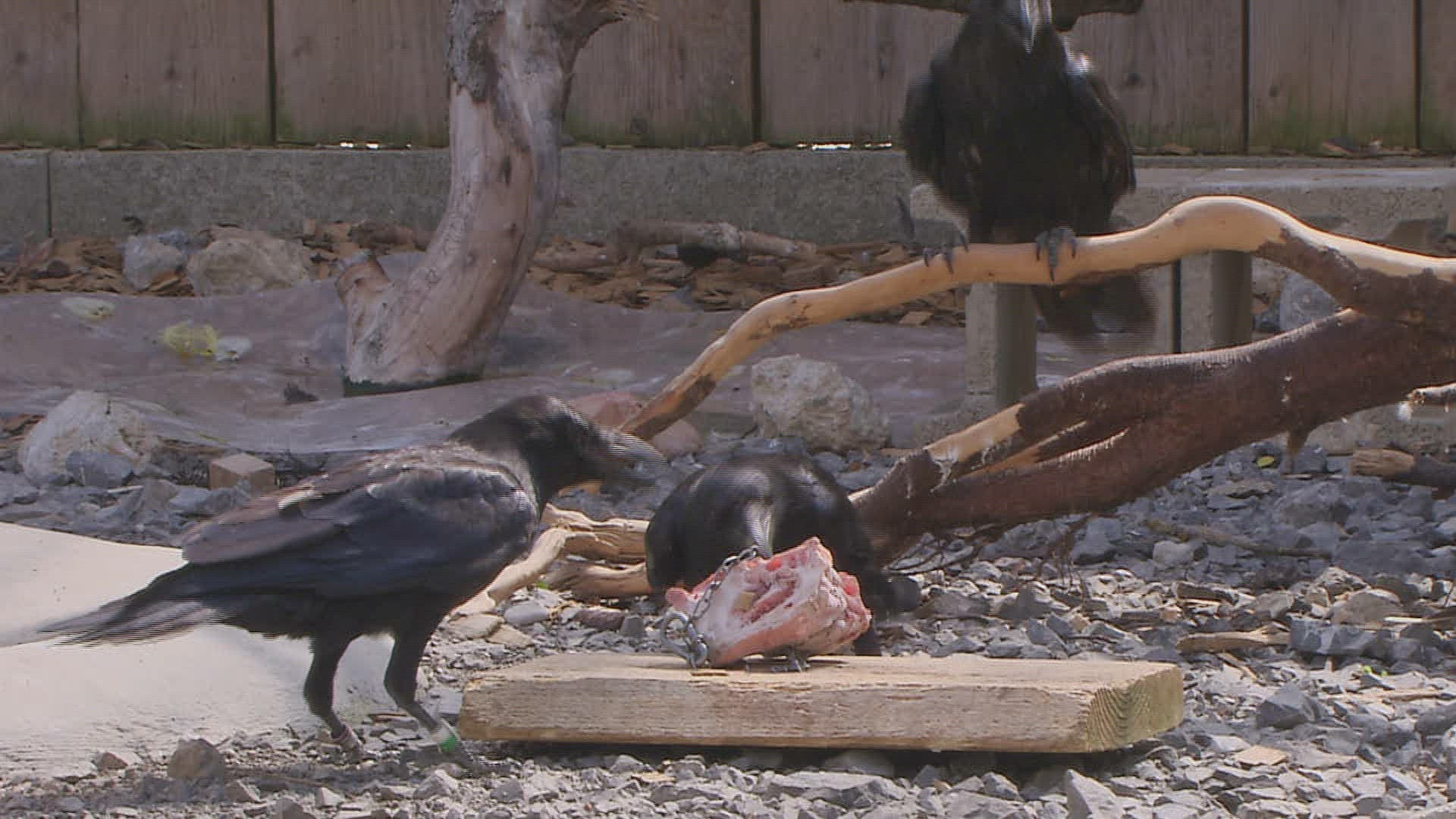 386242017 / Bird / Eating / Austria