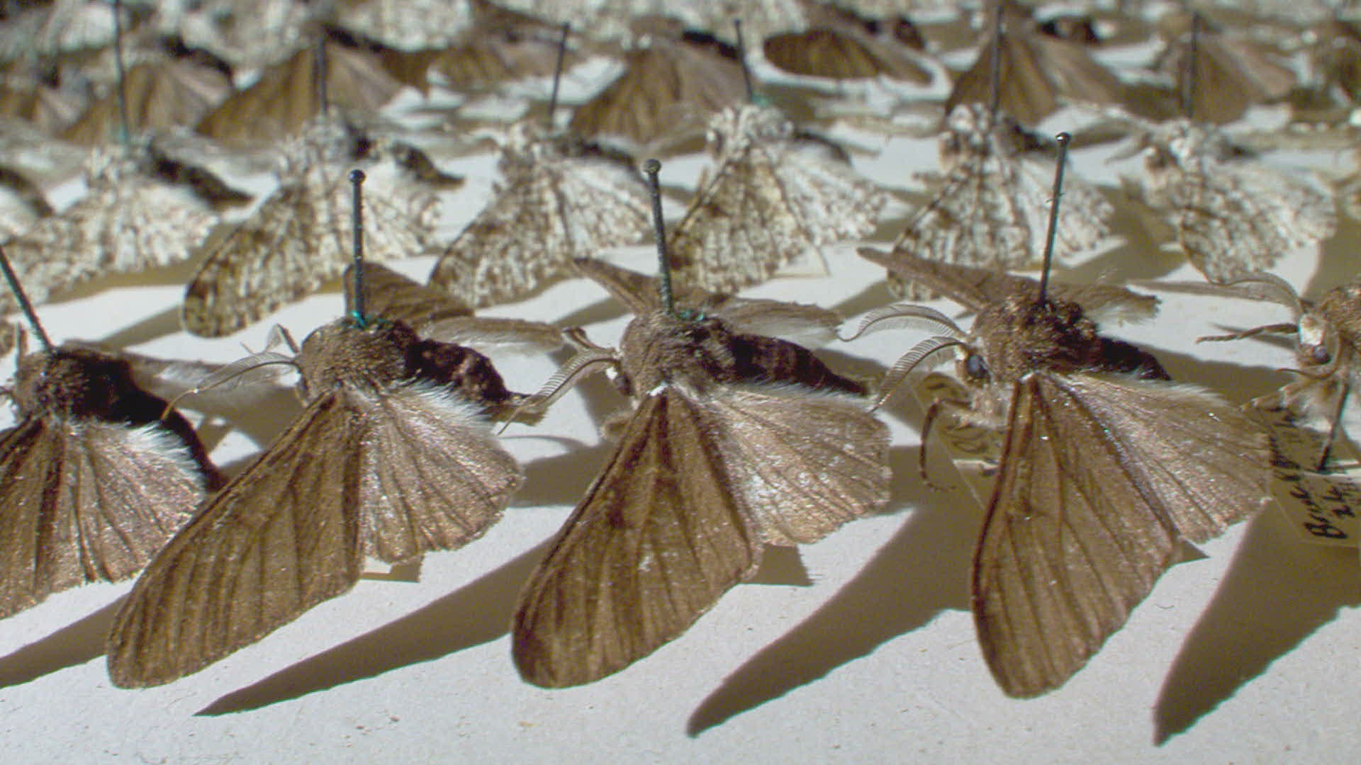 118479676 / Peppered Moth / Repetition / Massachusetts