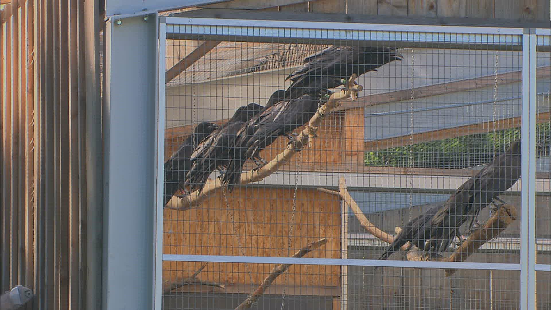 996423487 / Common Raven / Jumping / Baden