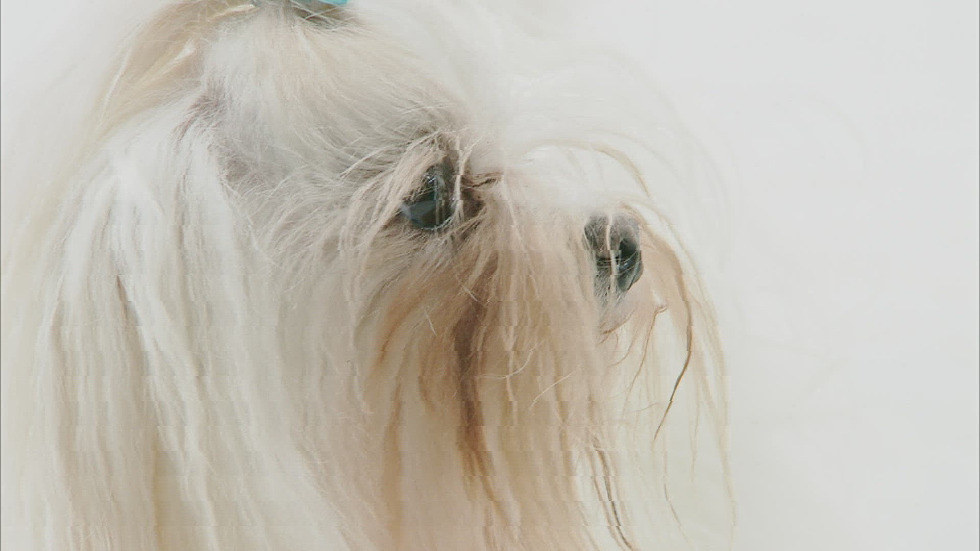 722613225 / Yorkshire Terrier / Looking Around / Somerset