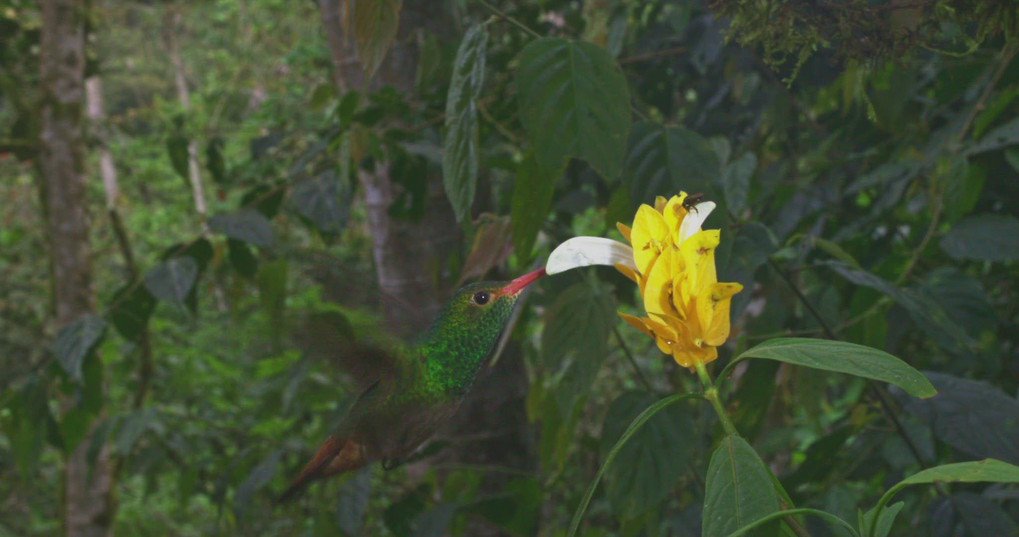 207397488 / Rufous-Tailed Hummingbird / Floating / Tandayapa