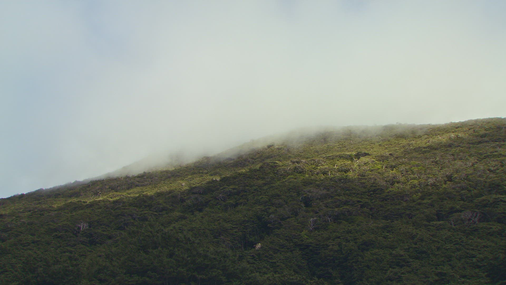 373610151 / Tree / Plant / New Zealand