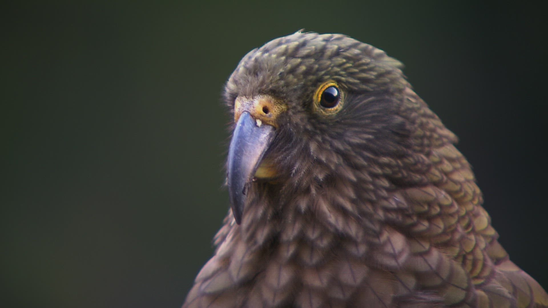 619505430 / Kea / Looking Around / New Zealand