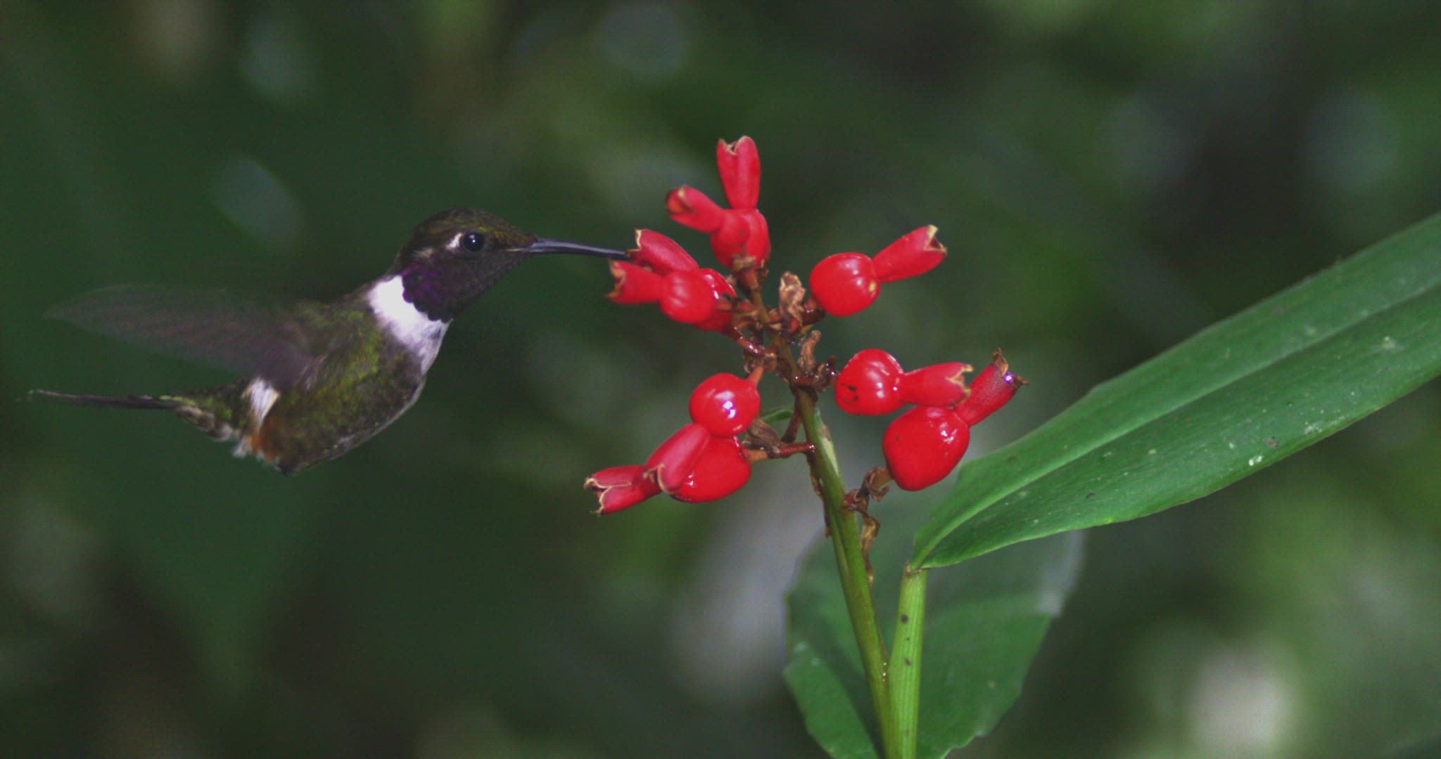 723015247 / Rufous-Tailed Hummingbird / Crouching / Pichincha