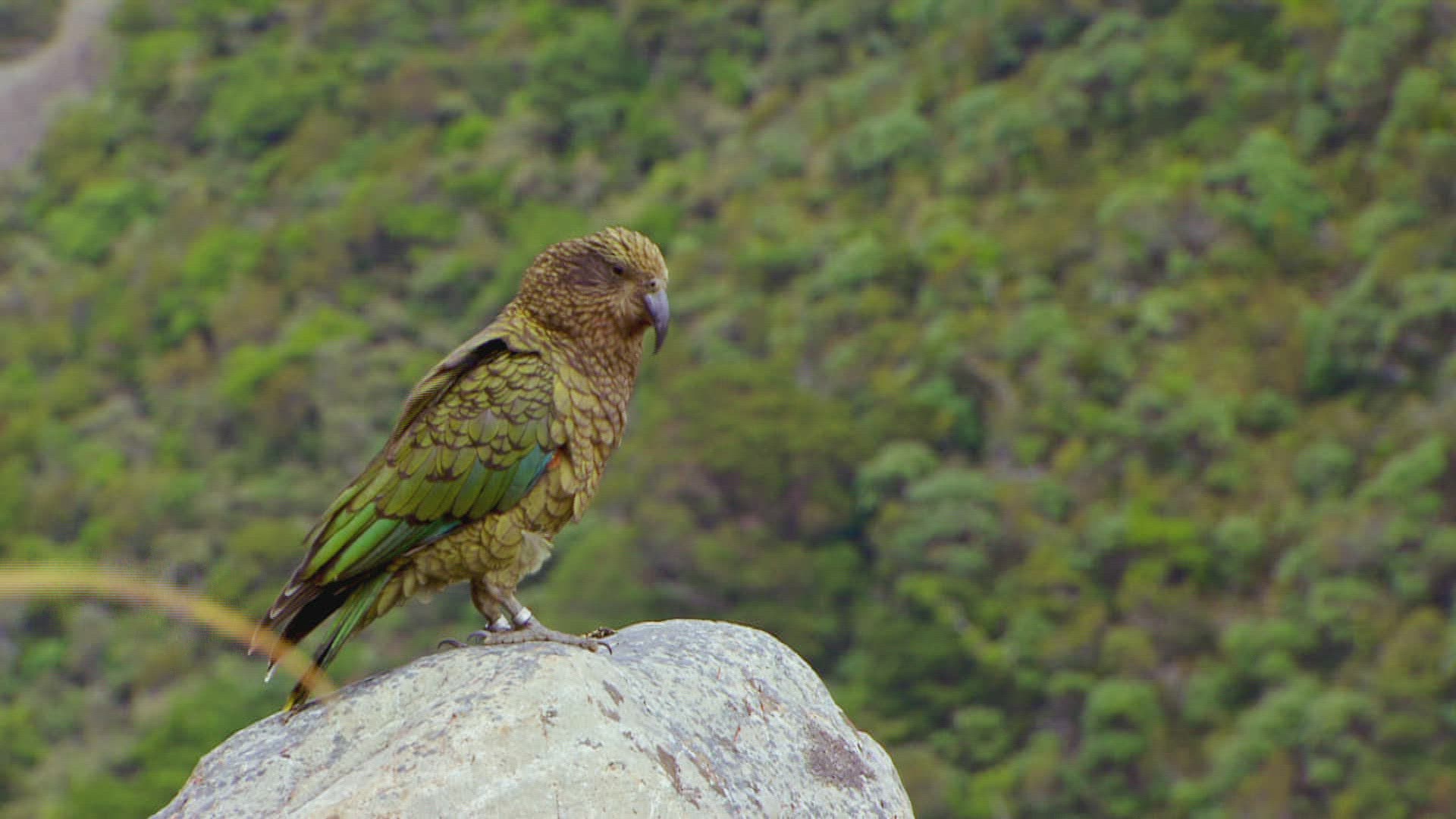 734711189 / Kea / Looking Around / New Zealand