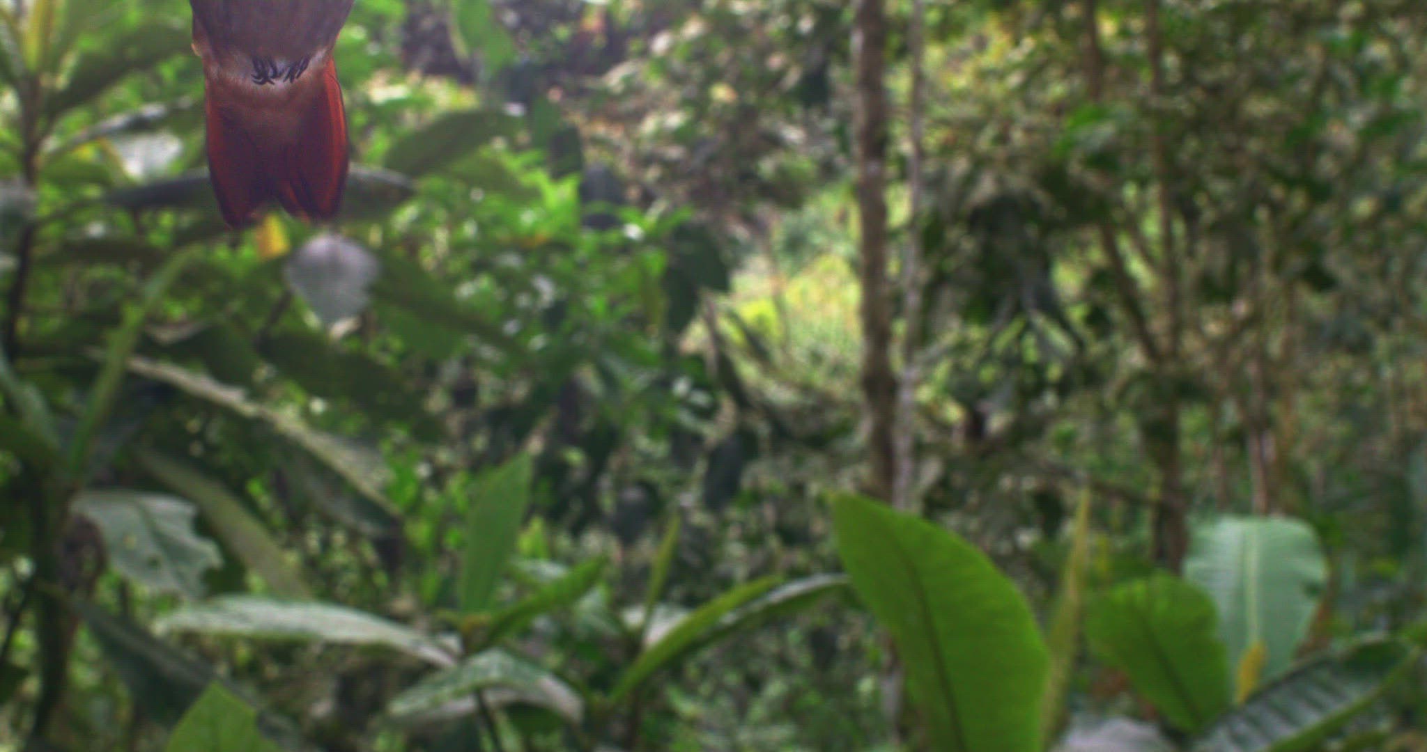 456656193 / Rufous-Tailed Hummingbird / Floating / Tandayapa