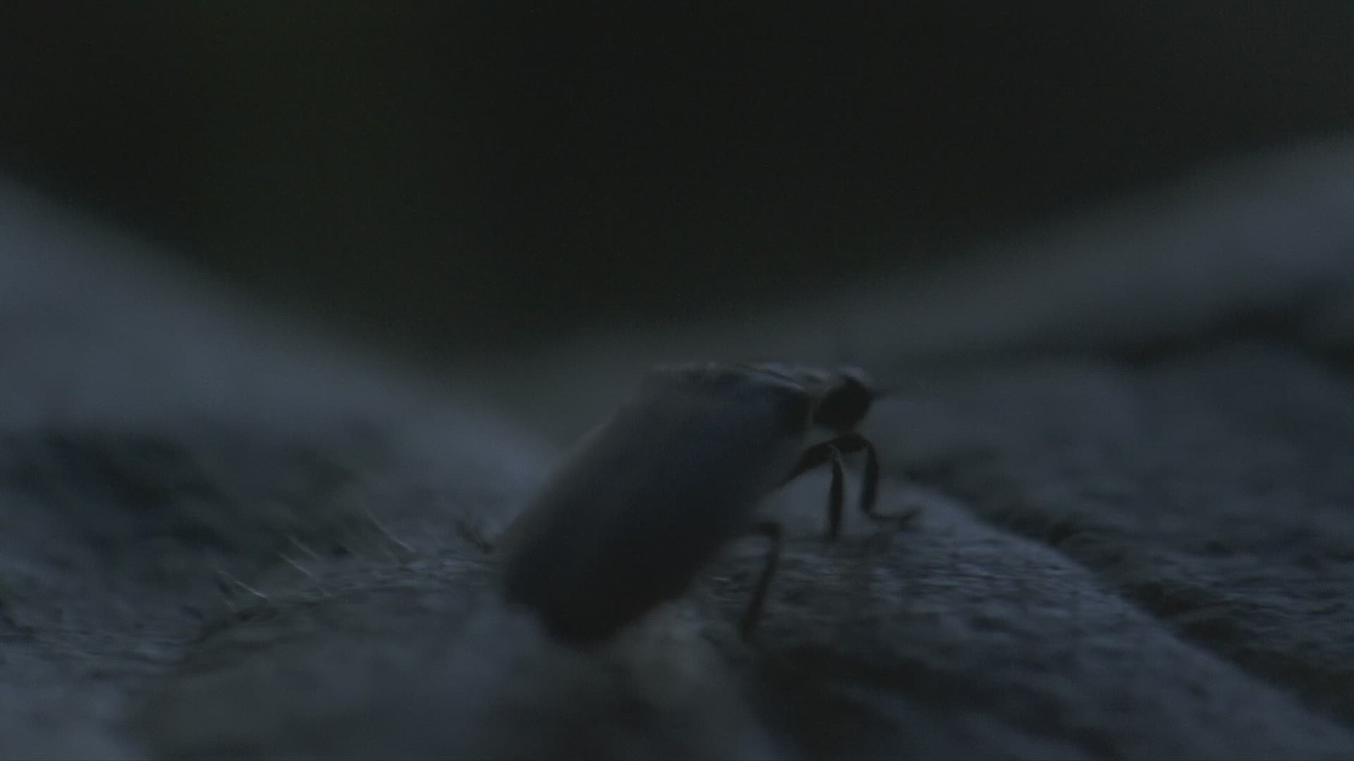 134563422 / Firefly / Plant / Tionesta