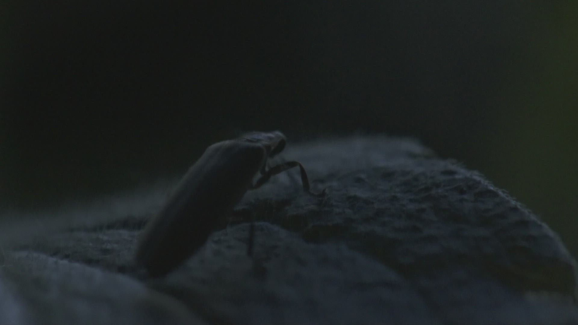 467872824 / Firefly / Plant / Tionesta