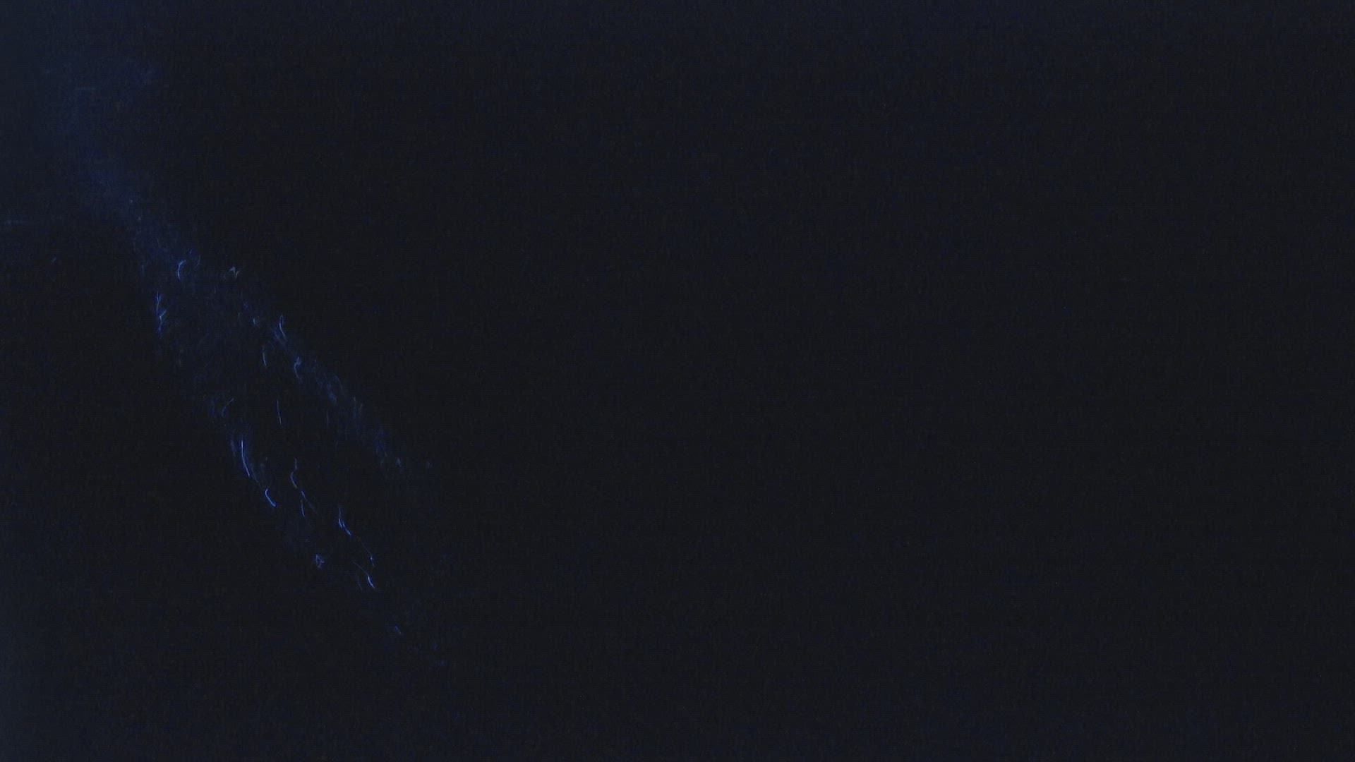 422505617 / Bottlenose Dolphin / Mexico / North America