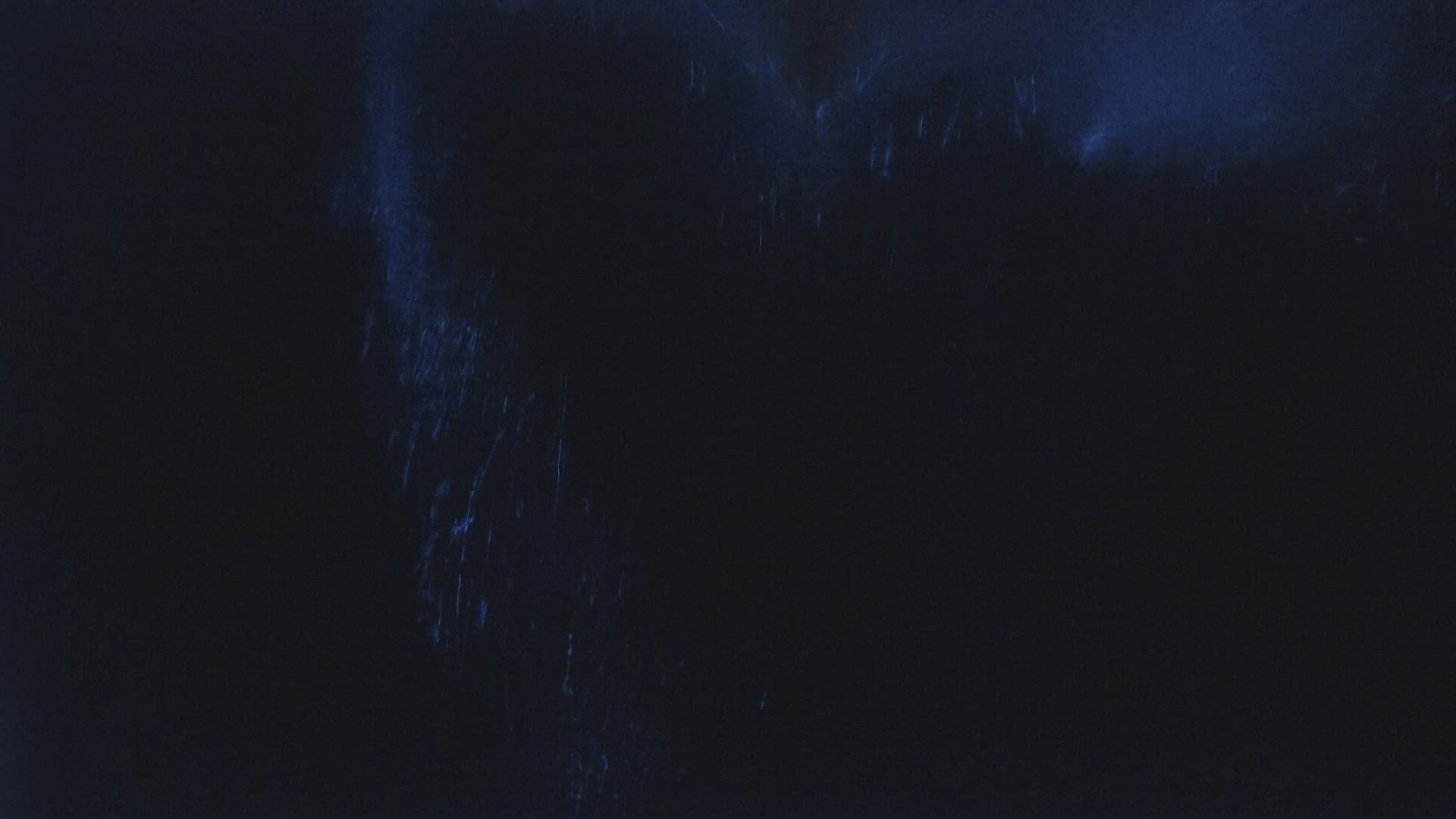 650373033 / Bottlenose Dolphin / Mexico / North America