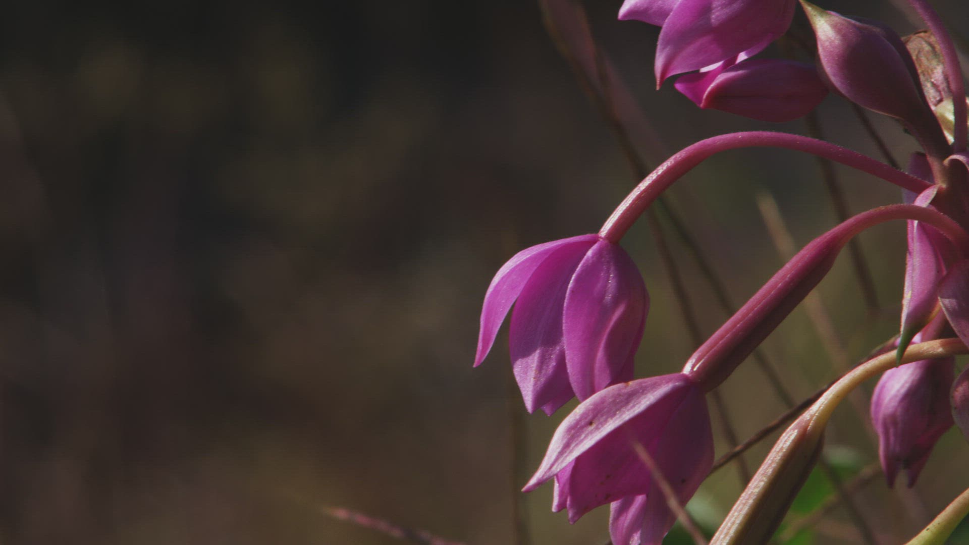 762511124 / Shaking / Blossom / Southern Province