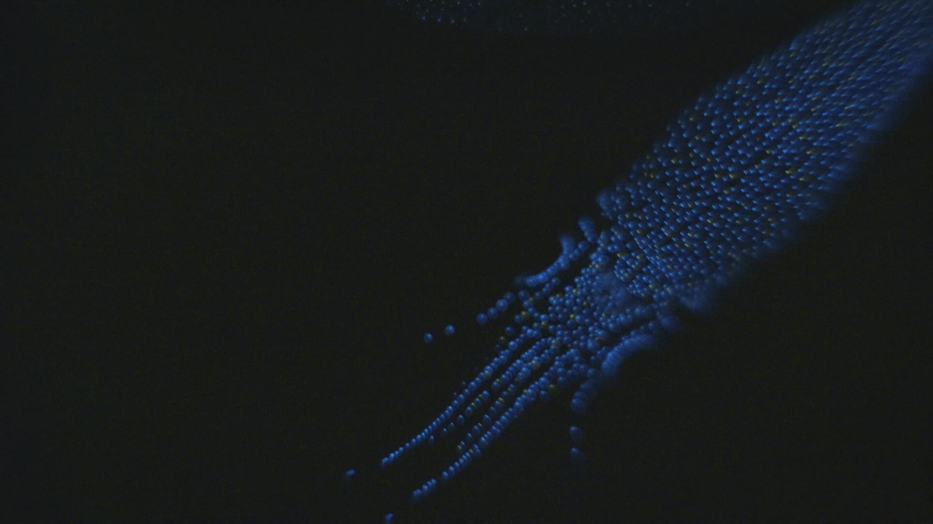 487164651 / Firefly squid / Swimming / California