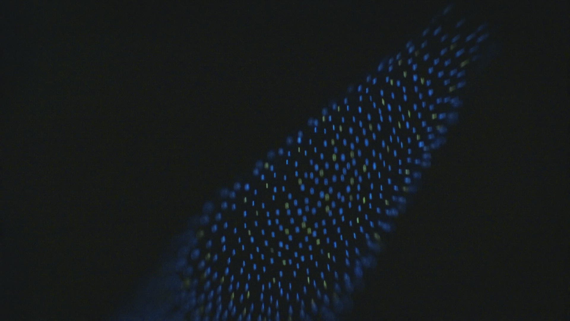 118998672 / Firefly squid / Swimming / California