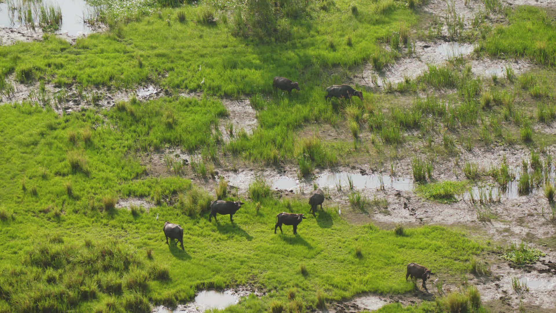 423799946 / Water Buffalo / Northern Province / Central Province