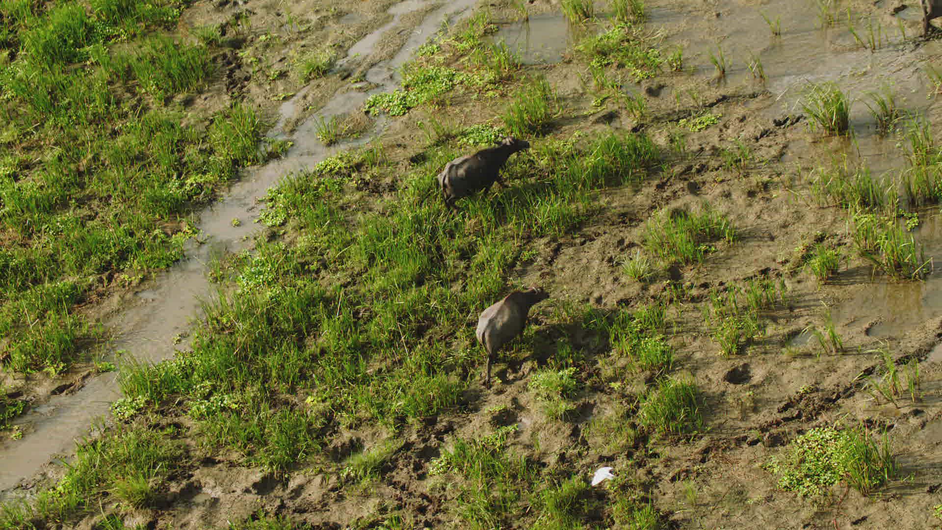 755091854 / Water Buffalo / Northern Province / Central Province