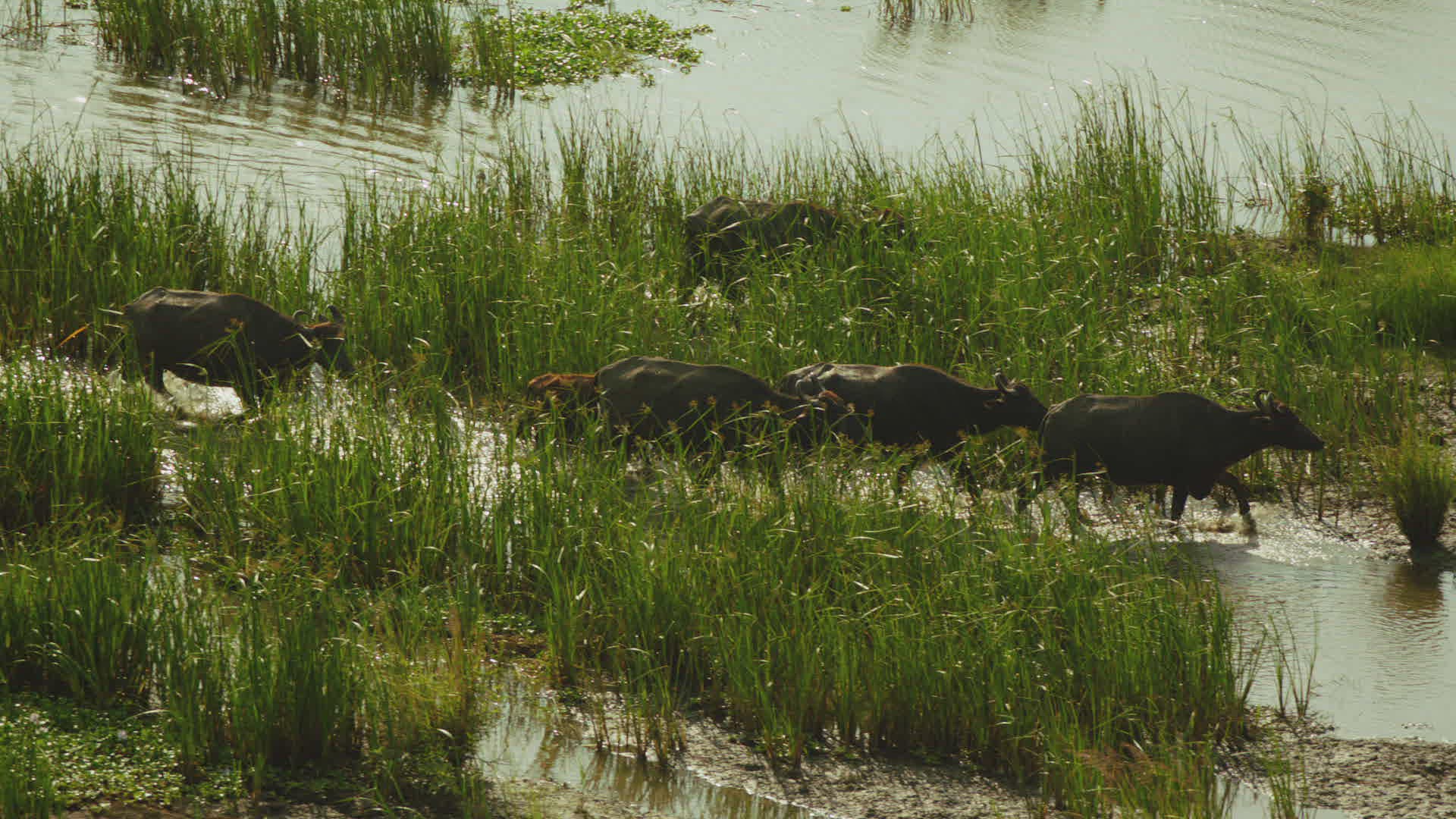 356693095 / Water Buffalo / Northern Province / Central Province