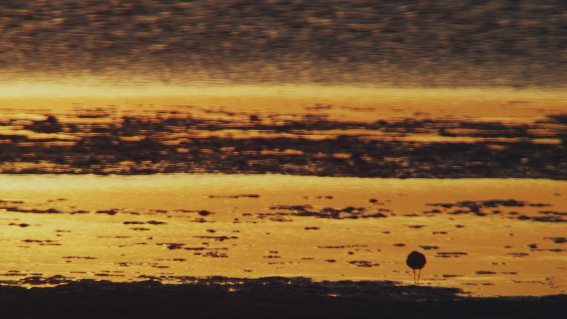 650636064 / Bird / Wading / Southern Province