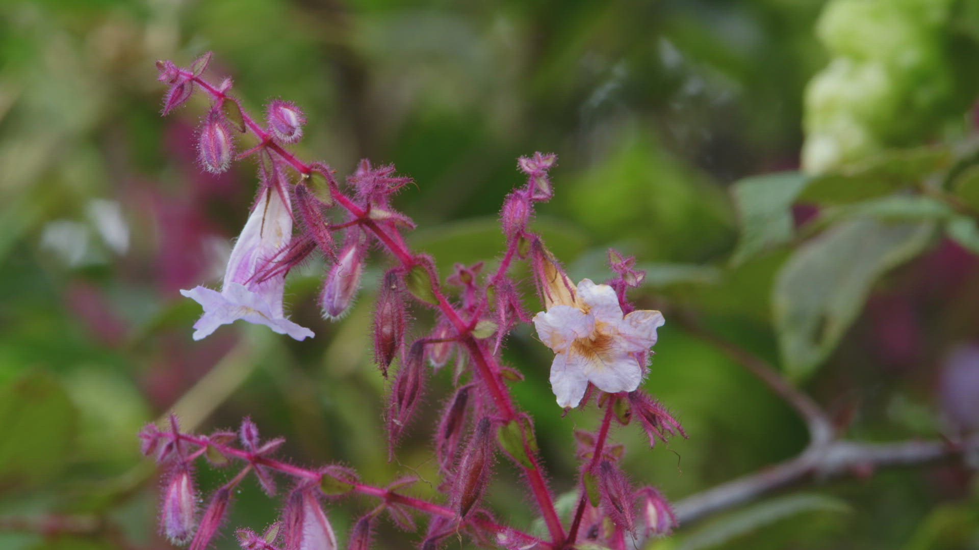 461644427 / Far East / Blossom / Sri Lanka