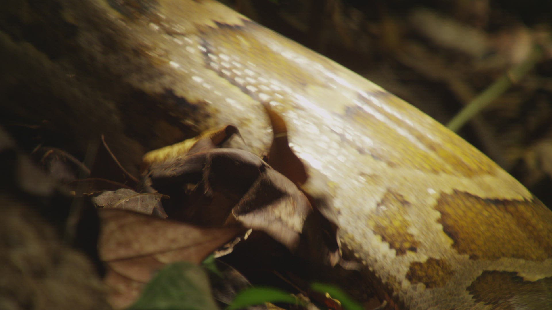 116464261 / Indian Python / Far East / Sri Lanka